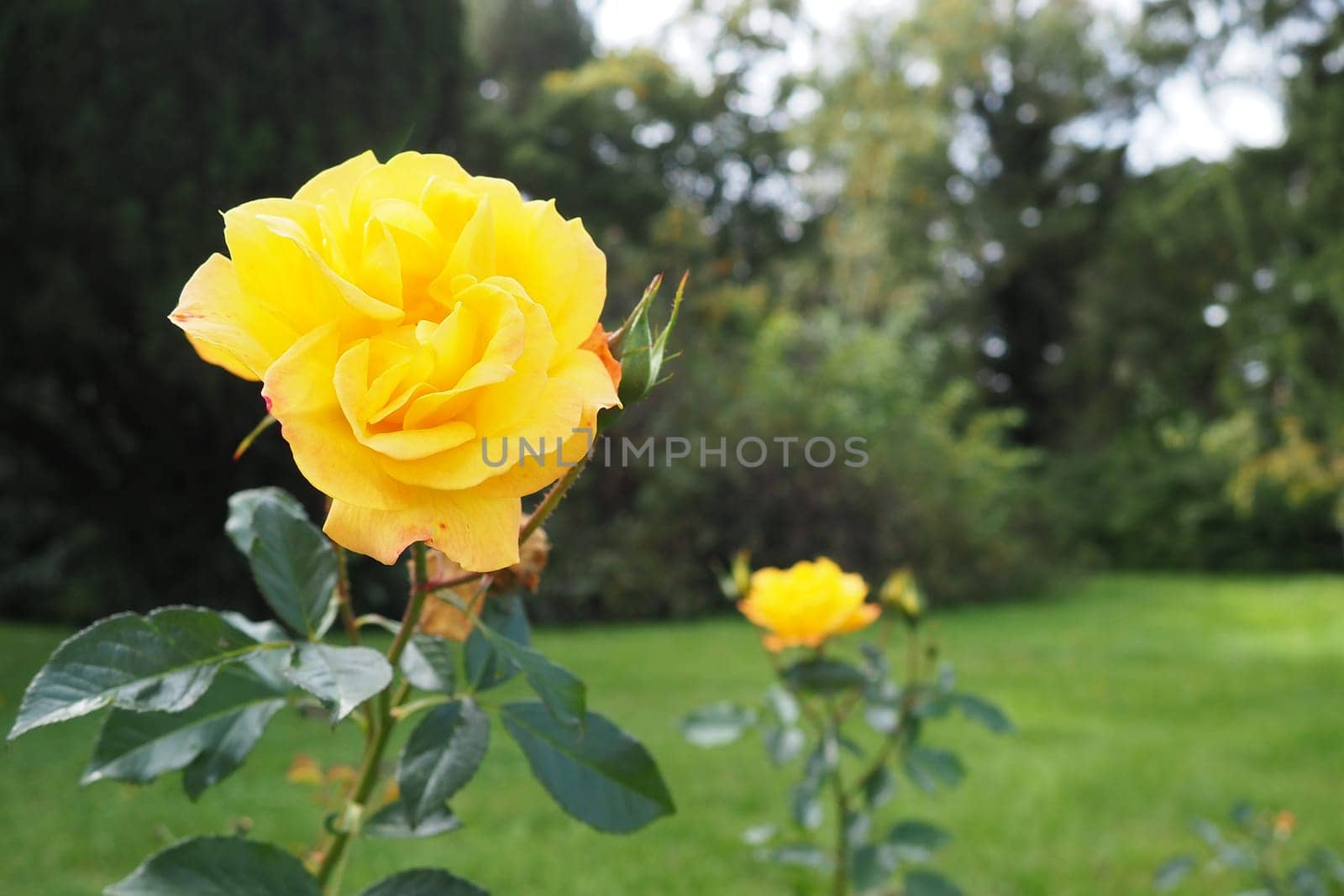 Yellow roses in the garden or park. Banja Koviljaca, Serbia. A bush of yellow hybrid tea roses as a decoration in landscape design. Floriculture and gardening as a hobby