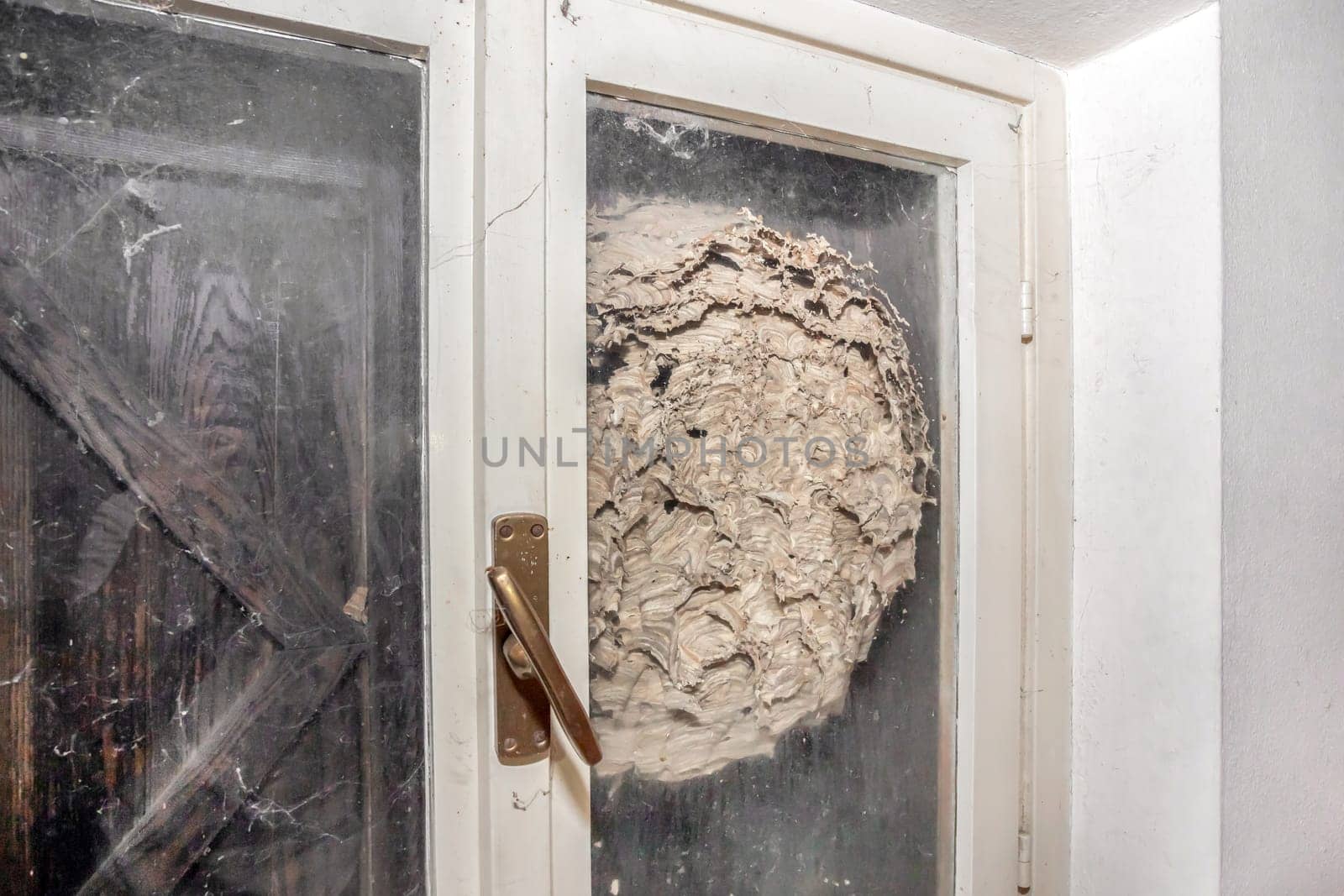 Huge nest of hornets they nested behind a window.