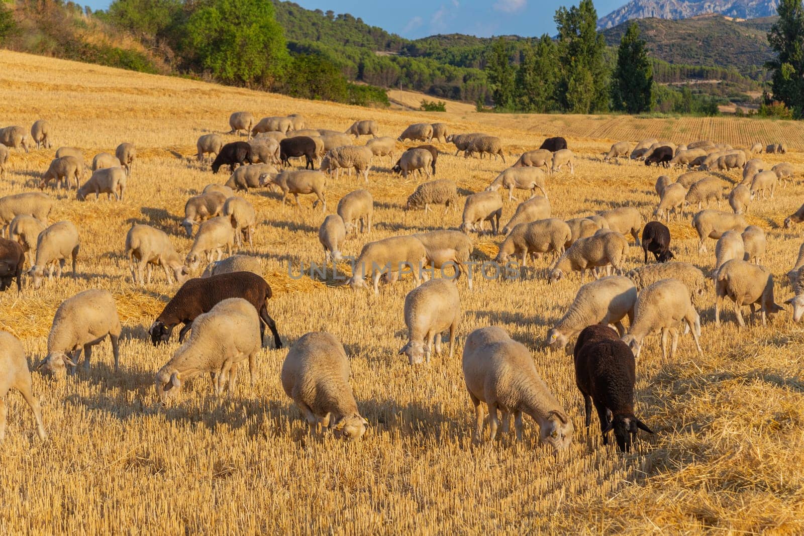 Sheeps pacing peacefully in the mountains of the Basque Country. Spain