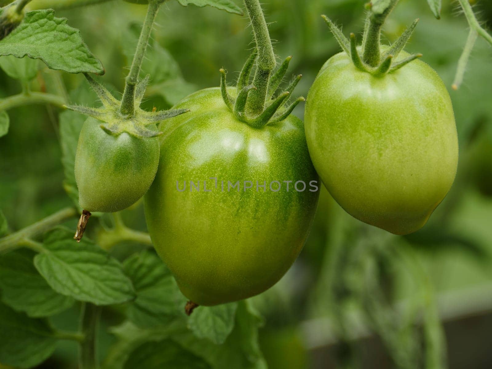big green tomato fruits on a branch, green background