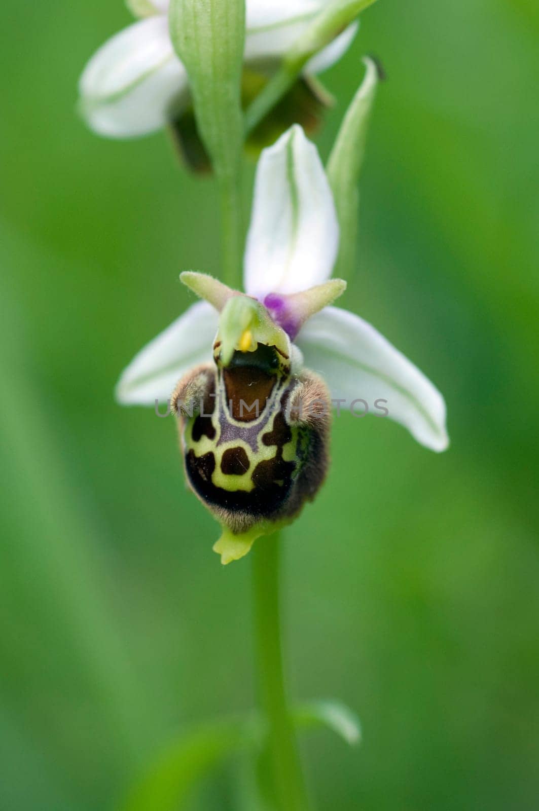 Bee Ragwurz,Ophrys apifera,Orchid