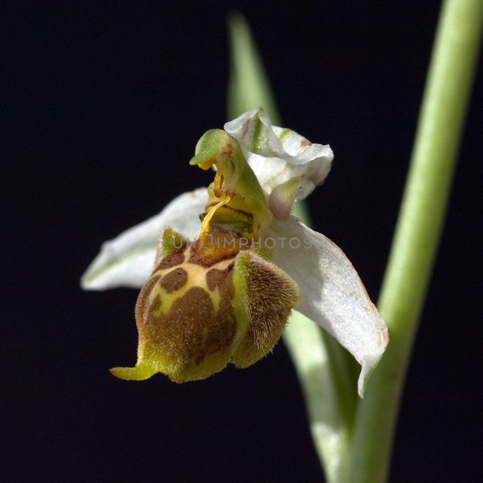 Bienen-Ragwurz, Ophrys apifera, Orchidee
