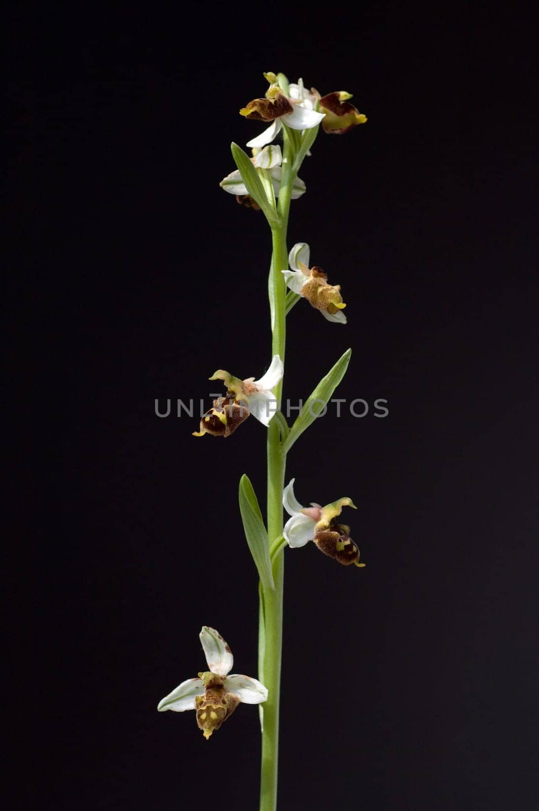 Bienen-Ragwurz, Ophrys apifera, Orchidee