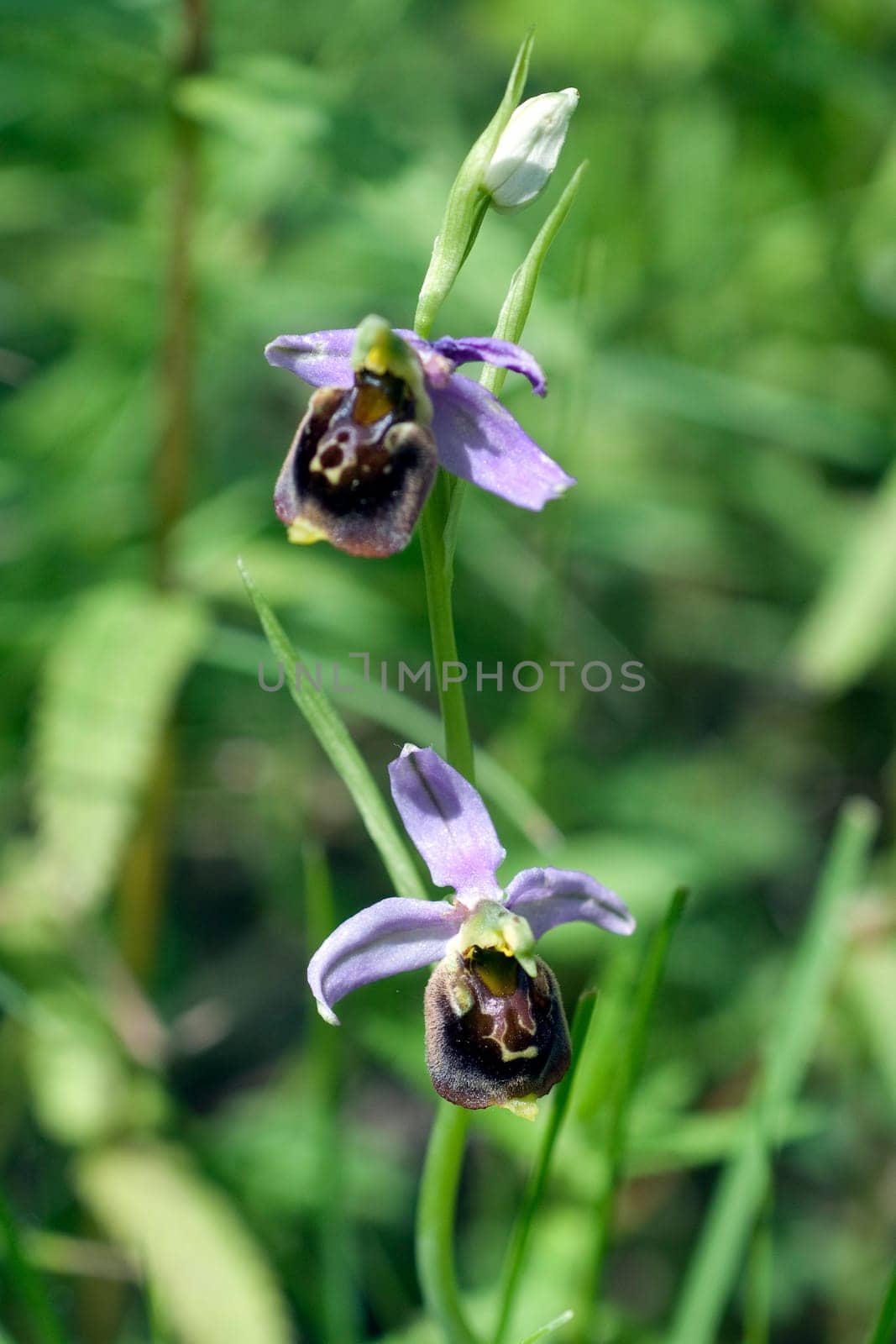 Bee Ragwurz,Ophrys apifera,Orchid