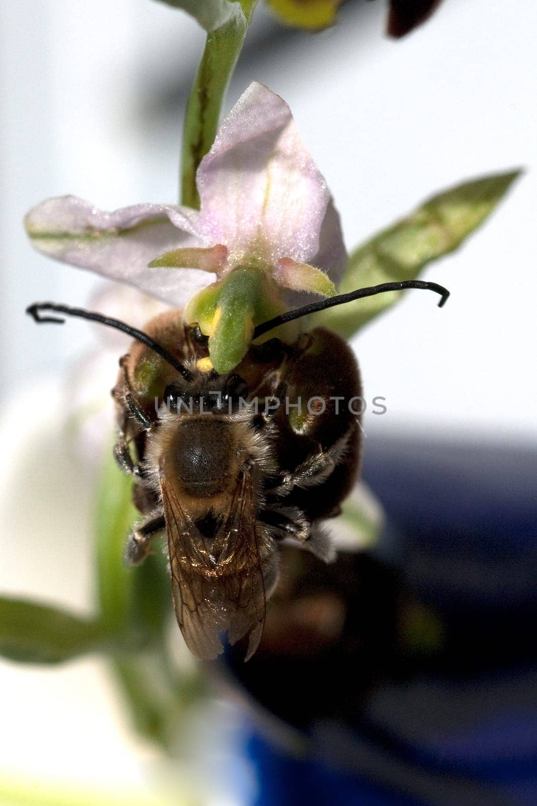 Bee Ragwurz,Ophrys apifera,Orchid