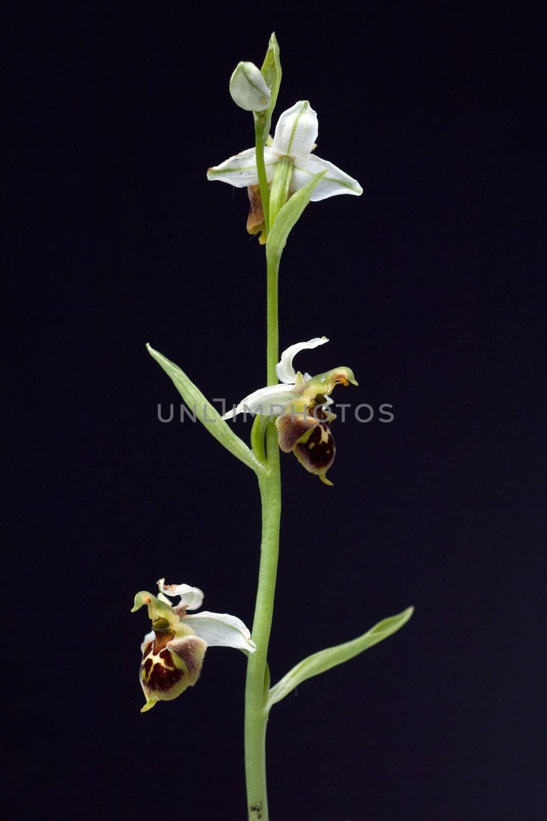 Bienen-Ragwurz, Ophrys apifera, Orchidee