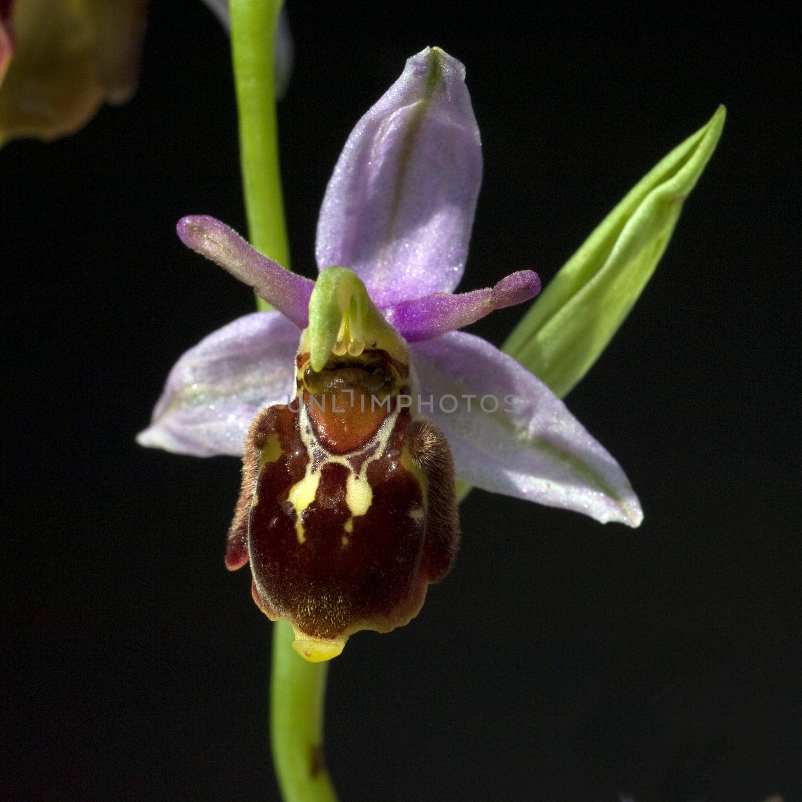 Bienen-Ragwurz, Ophrys apifera, Orchidee