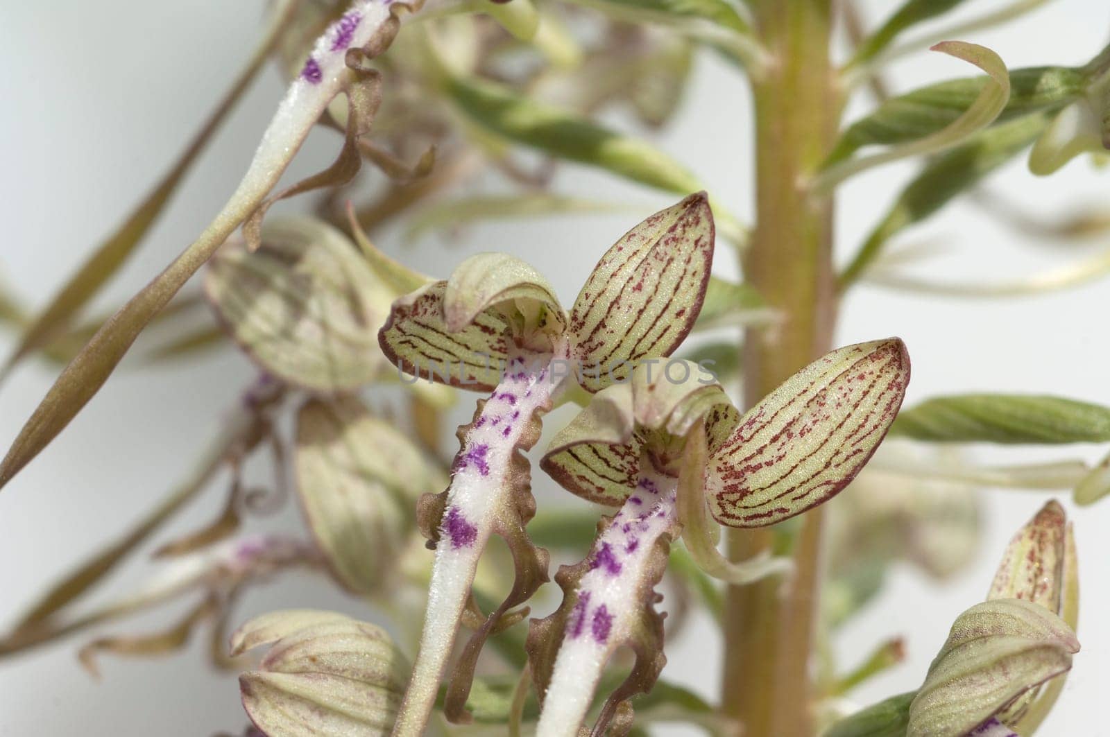 Fenugreek tongue,Himantoglossum hircinum