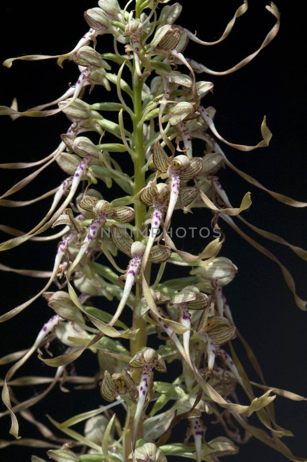 Fenugreek tongue,Himantoglossum hircinum