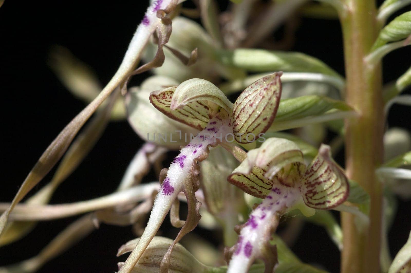 Fenugreek tongue,Himantoglossum hircinum
