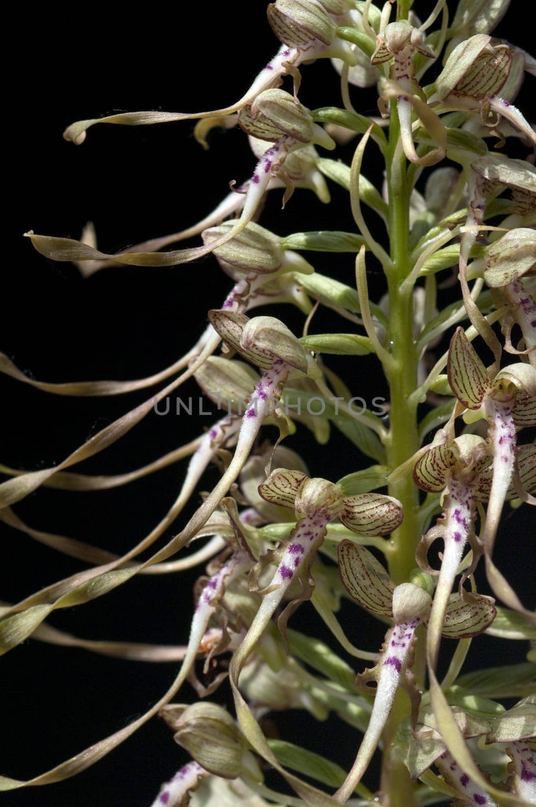 Fenugreek tongue,Himantoglossum hircinum