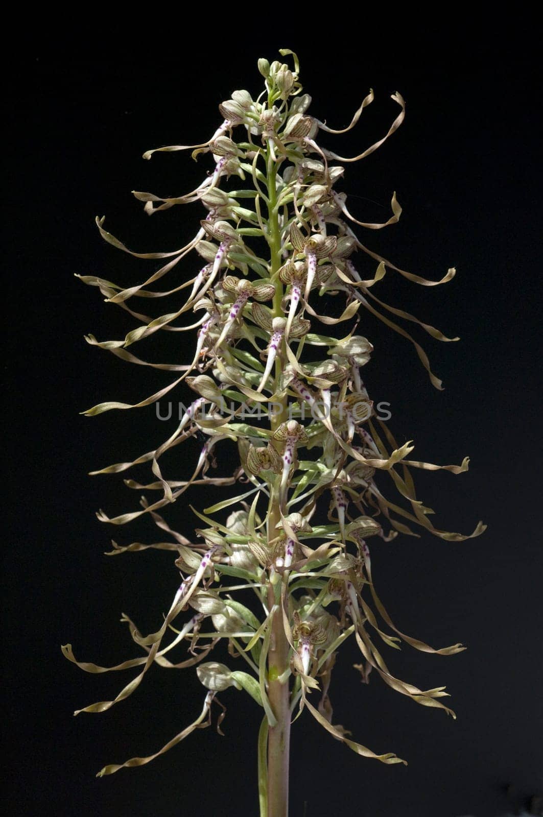 Fenugreek tongue,Himantoglossum hircinum