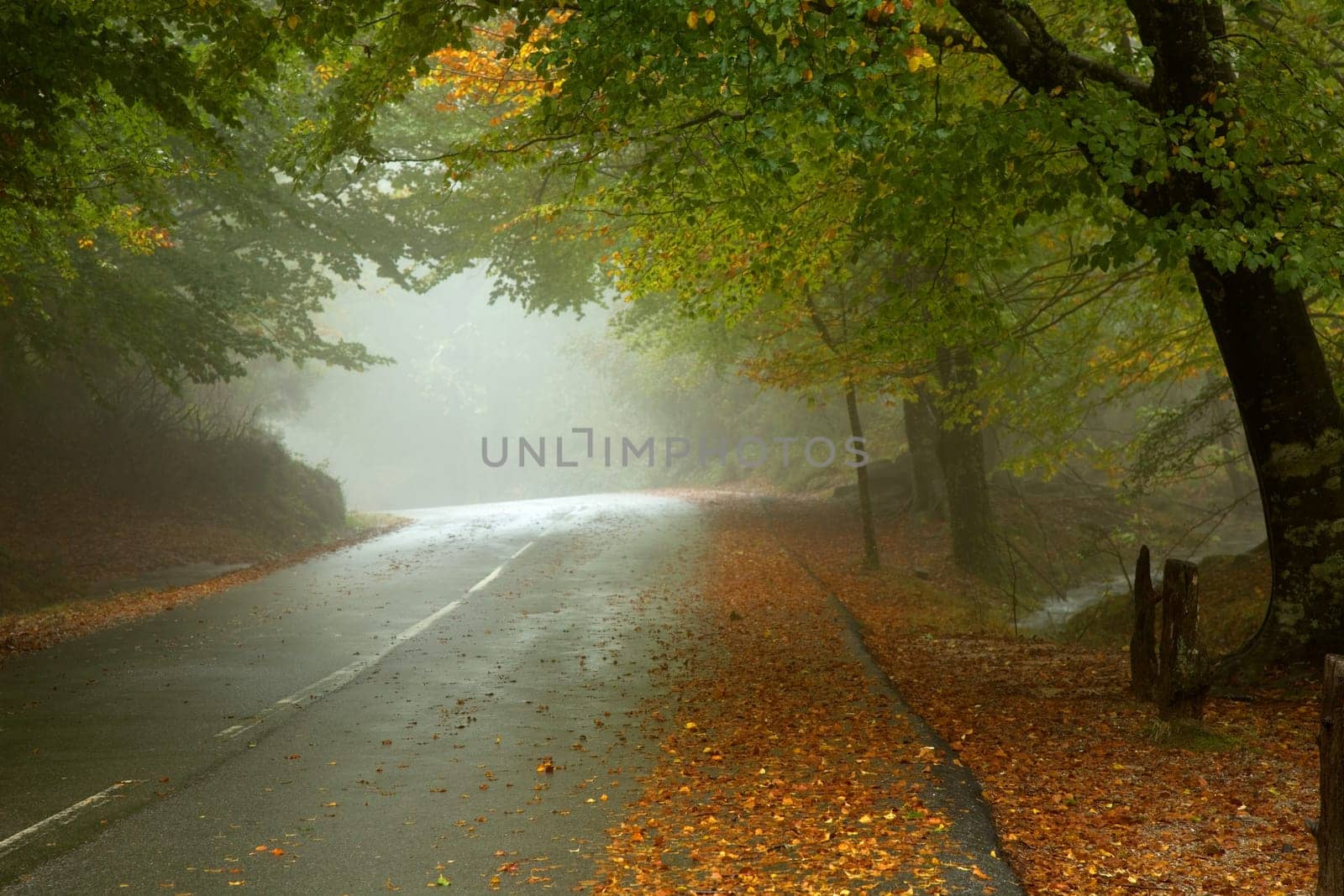 forest road in a foggy day at the portuguese national park