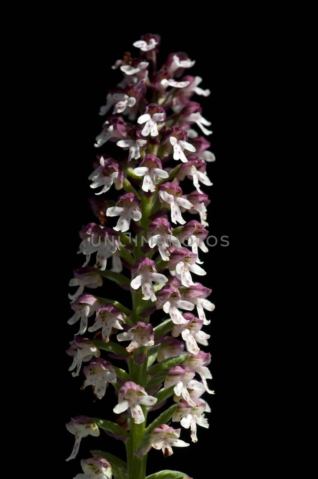 Brand-Knabenkraut, Orchis ustulata