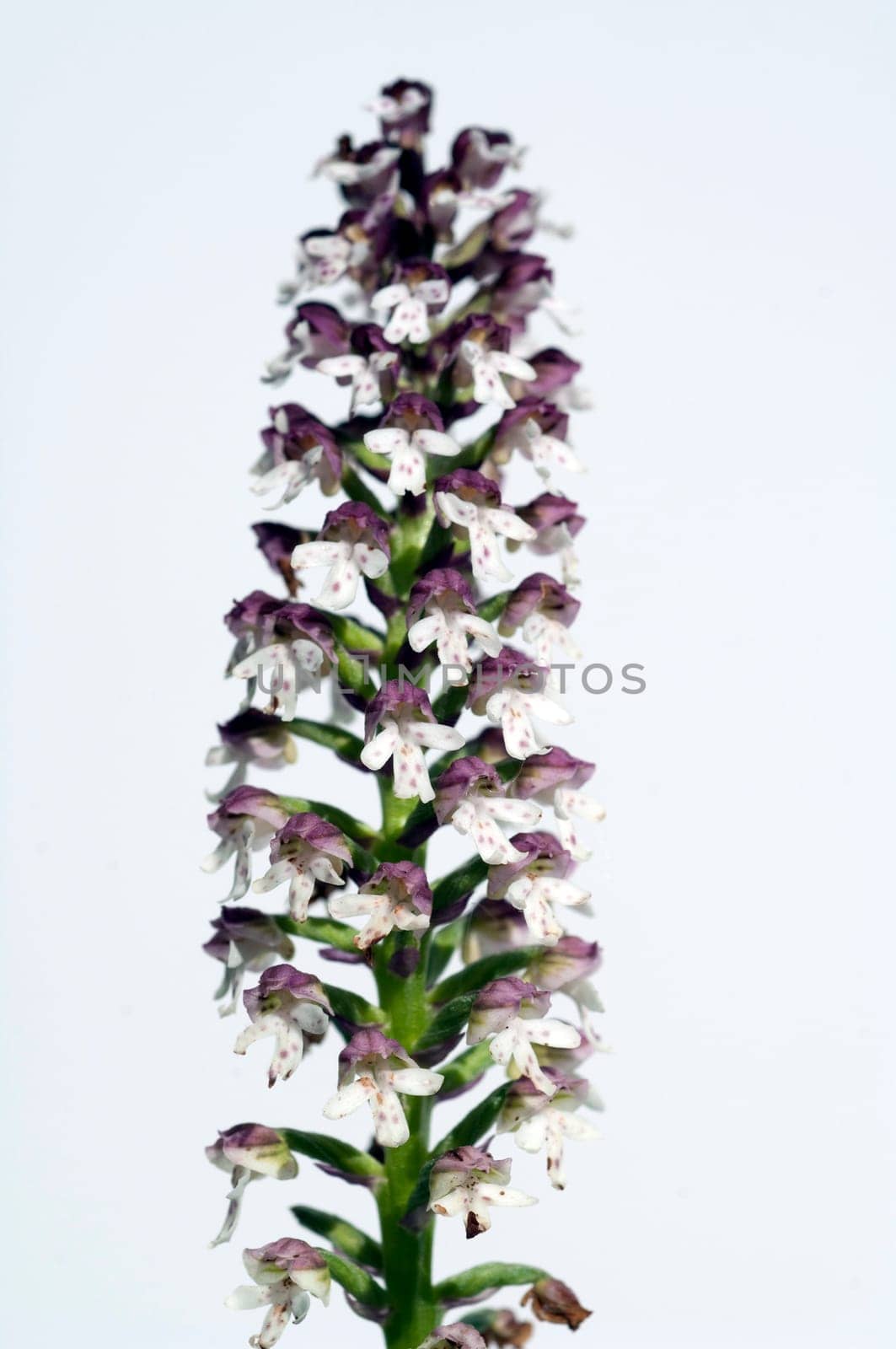 Brand-Knabenkraut, Orchis ustulata