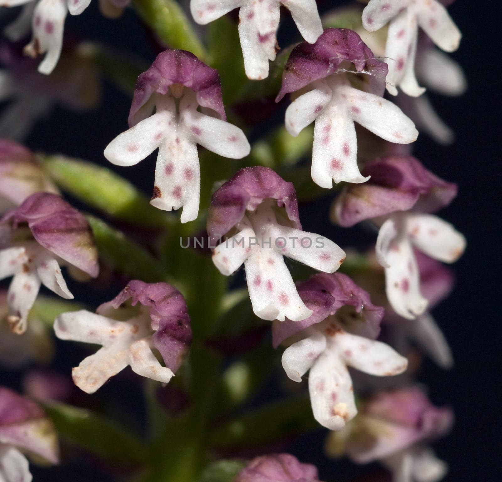 Brand-Knabenkraut, Orchis ustulata