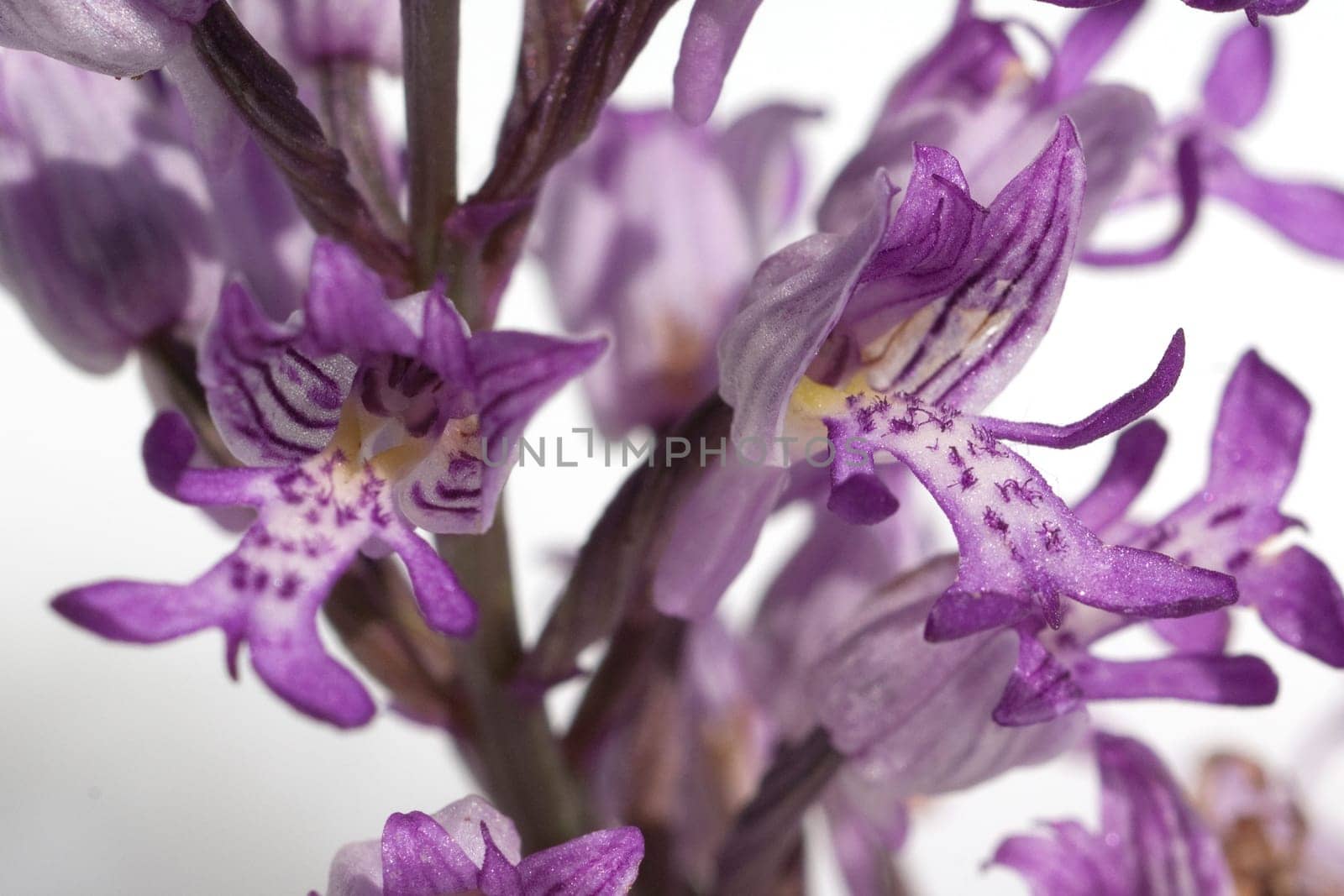 Helm Knabenkraut, Orchis militaris