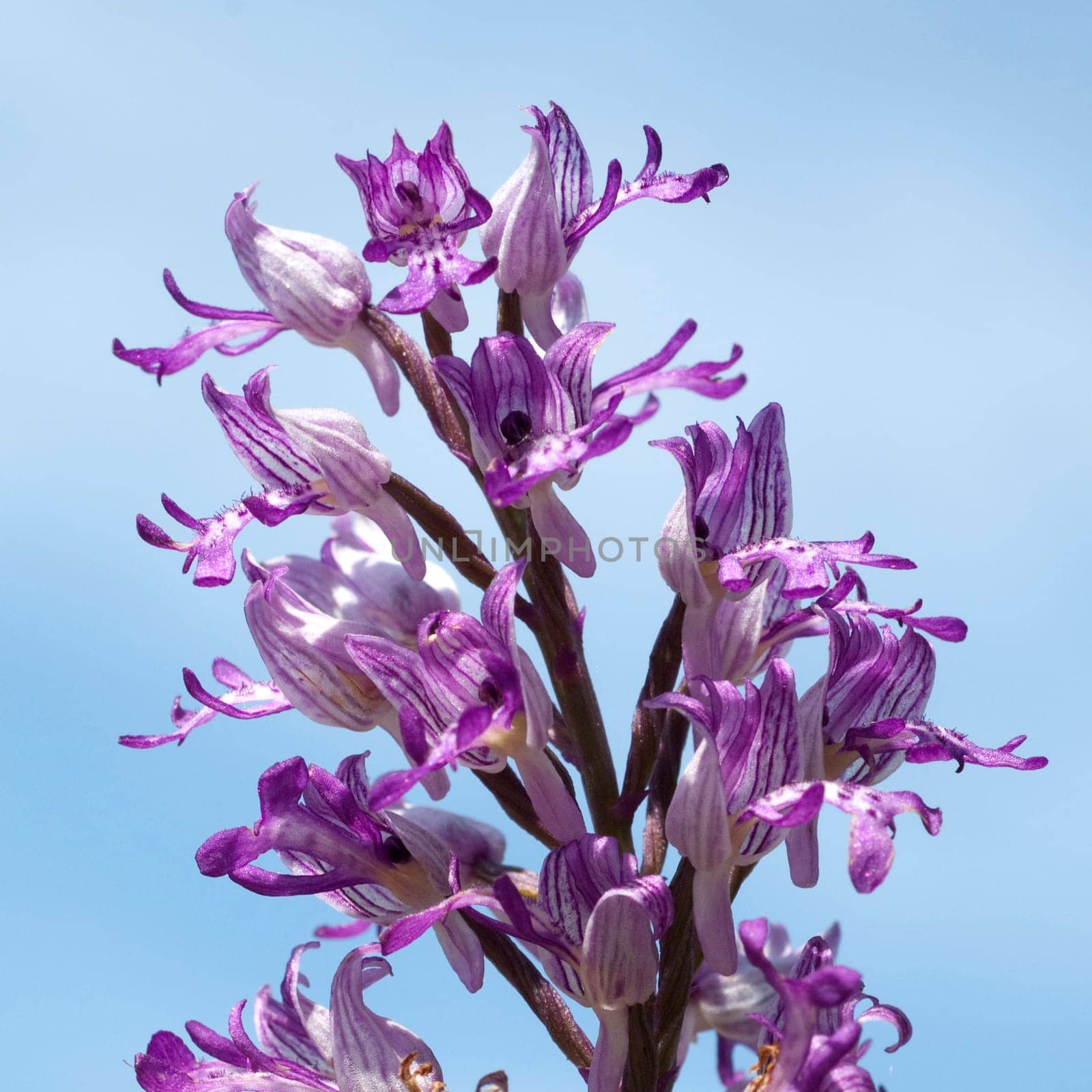 Helm Knabenkraut, Orchis militaris