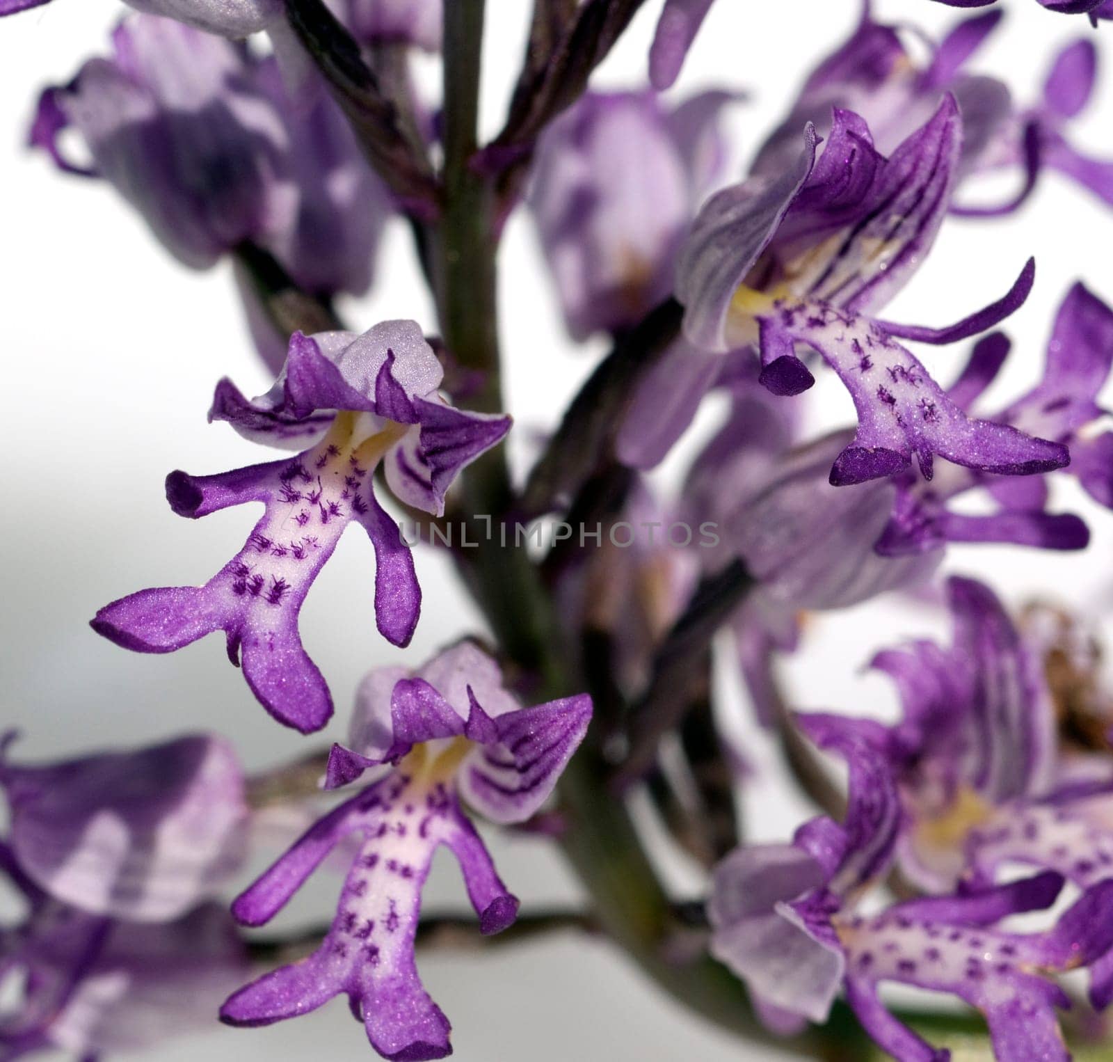 Helm Knabenkraut, Orchis militaris