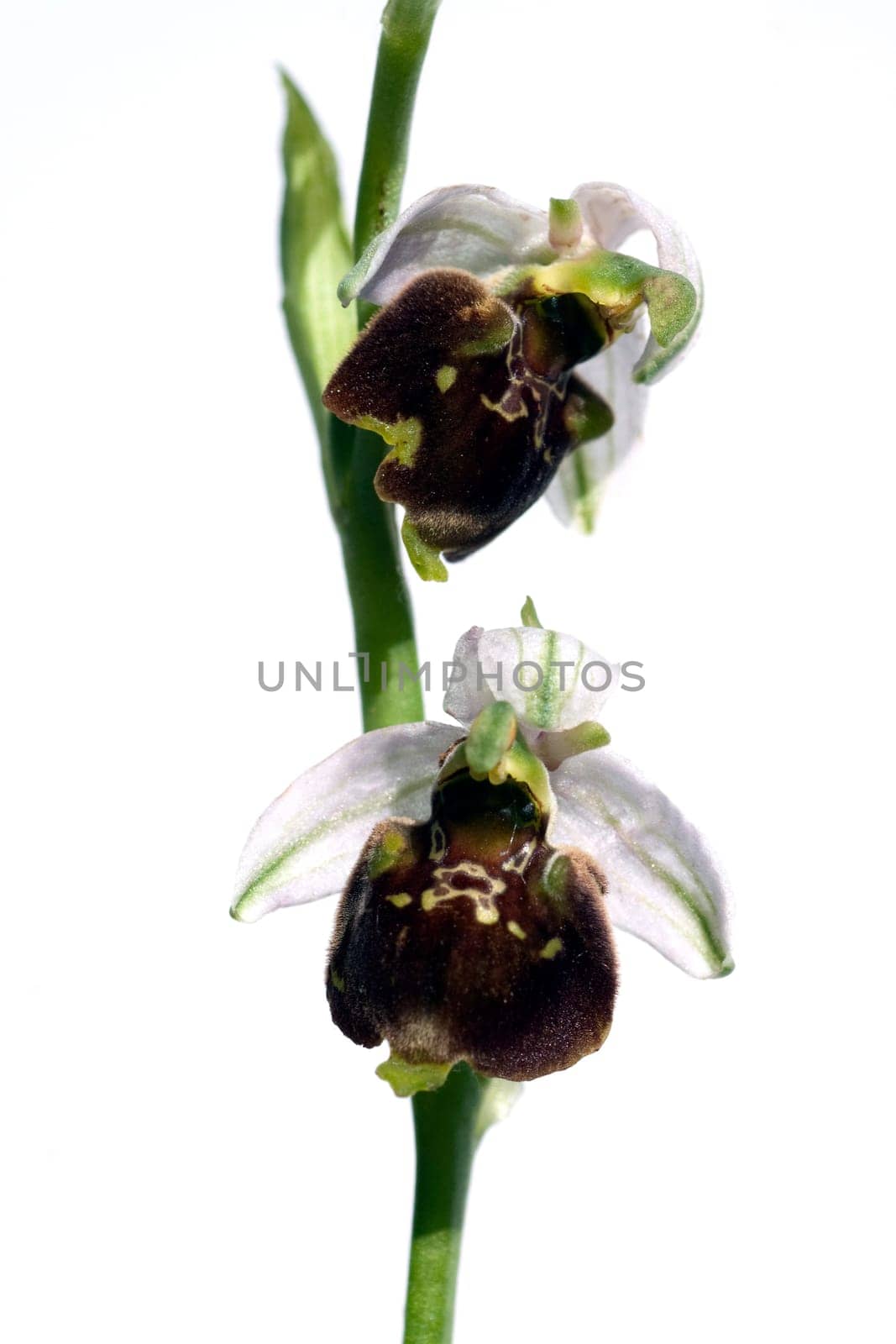 Bumblebee Ragwurz,Ophrys,holoserica,Ragwurz,Orchid
