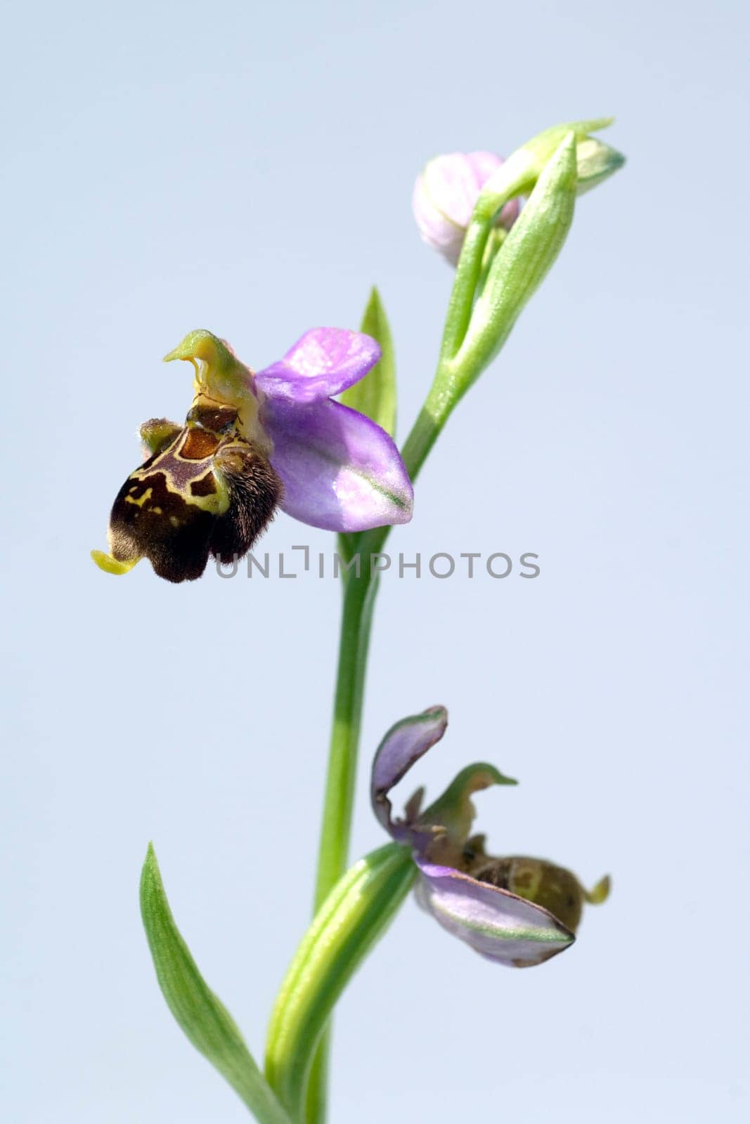 Bumblebee Ragwurz,Ophrys,holoserica,Ragwurz,Orchid