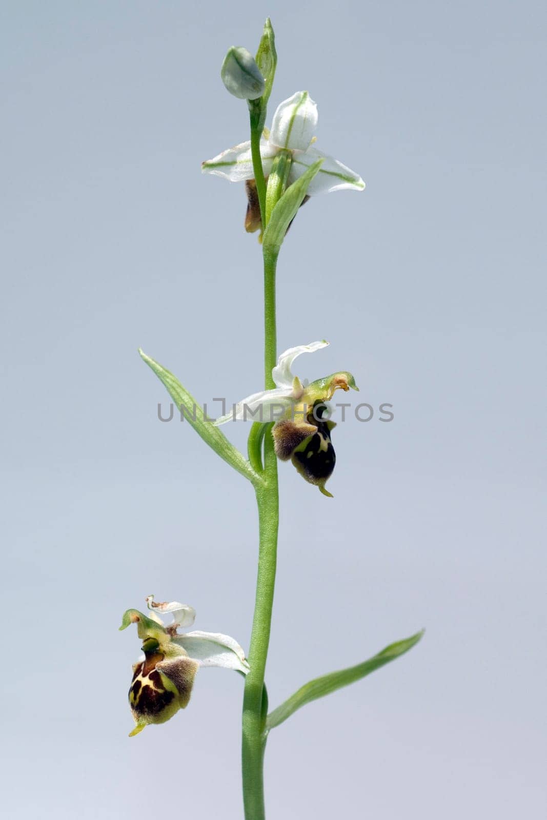Bumblebee Ragwurz,Ophrys,holoserica,Ragwurz,Orchid