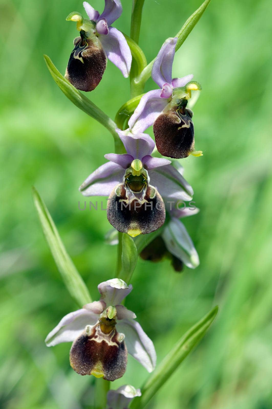 Bumblebee Ragwurz,Ophrys,holoserica,Ragwurz,Orchid