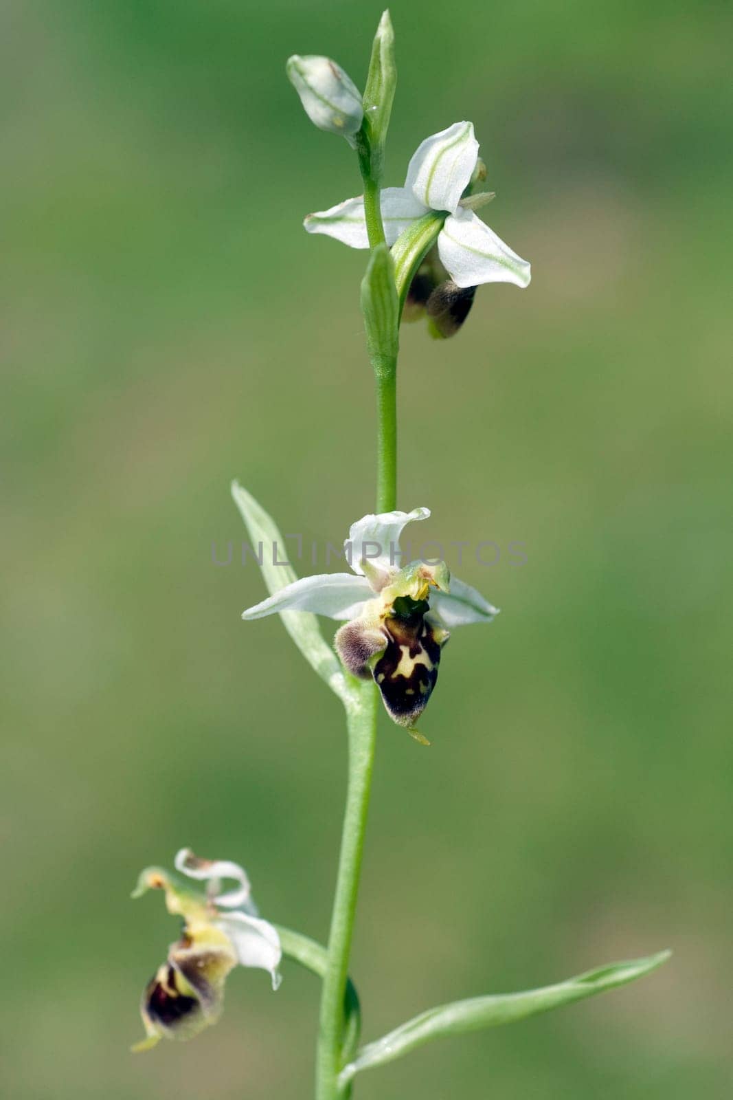 Bumblebee Ragwurz,Ophrys,holoserica,Ragwurz,Orchid