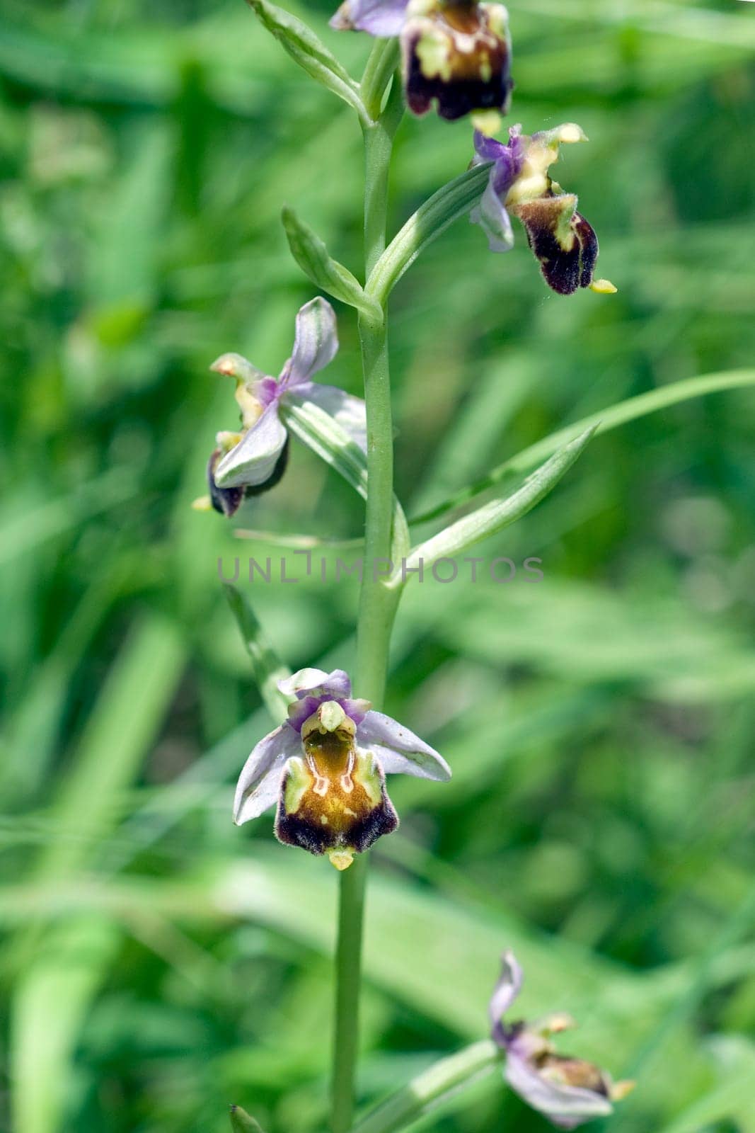 Bumblebee Ragwurz,Ophrys,holoserica,Ragwurz,Orchid