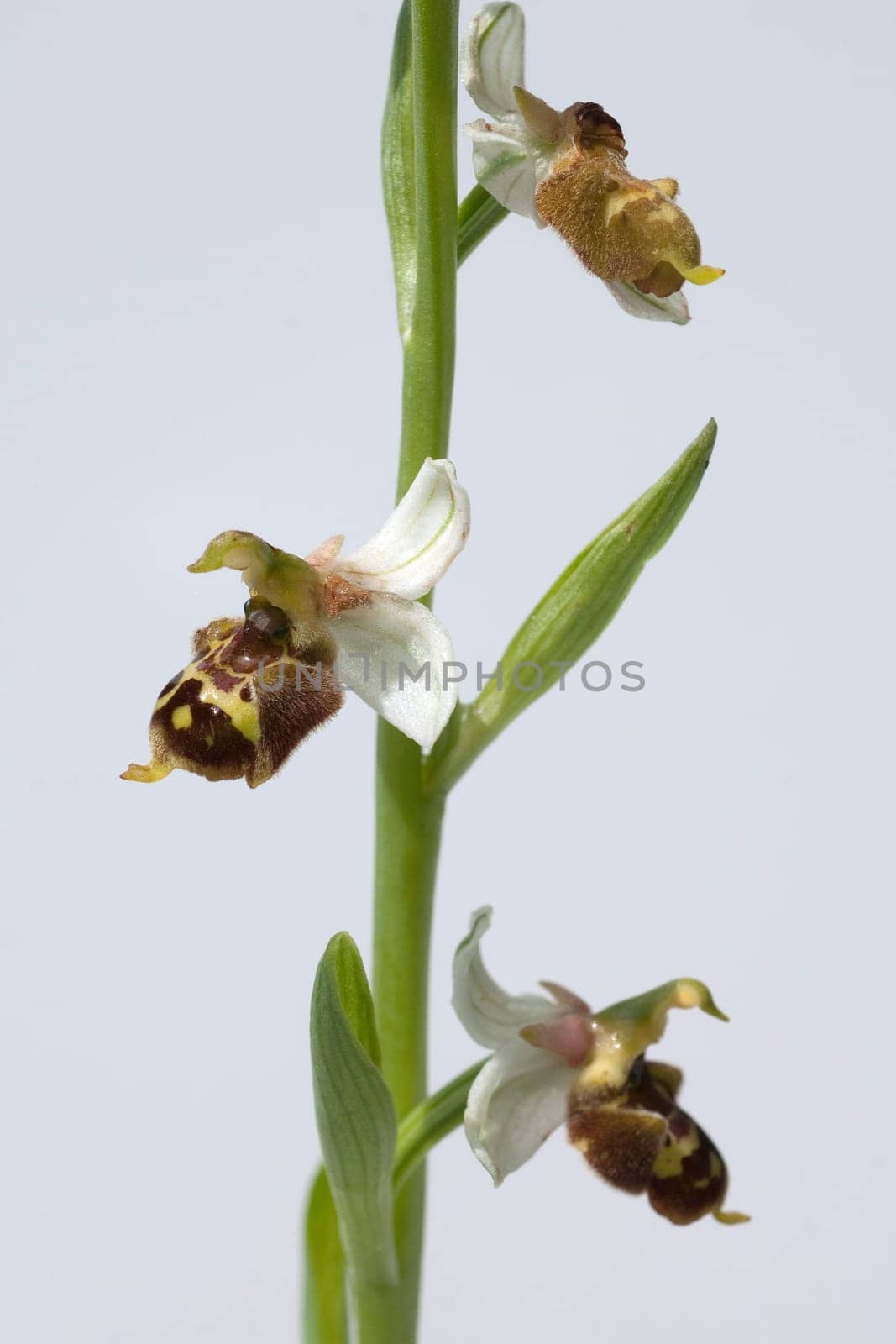 Bumblebee Ragwurz,Ophrys,holoserica,Ragwurz,Orchid