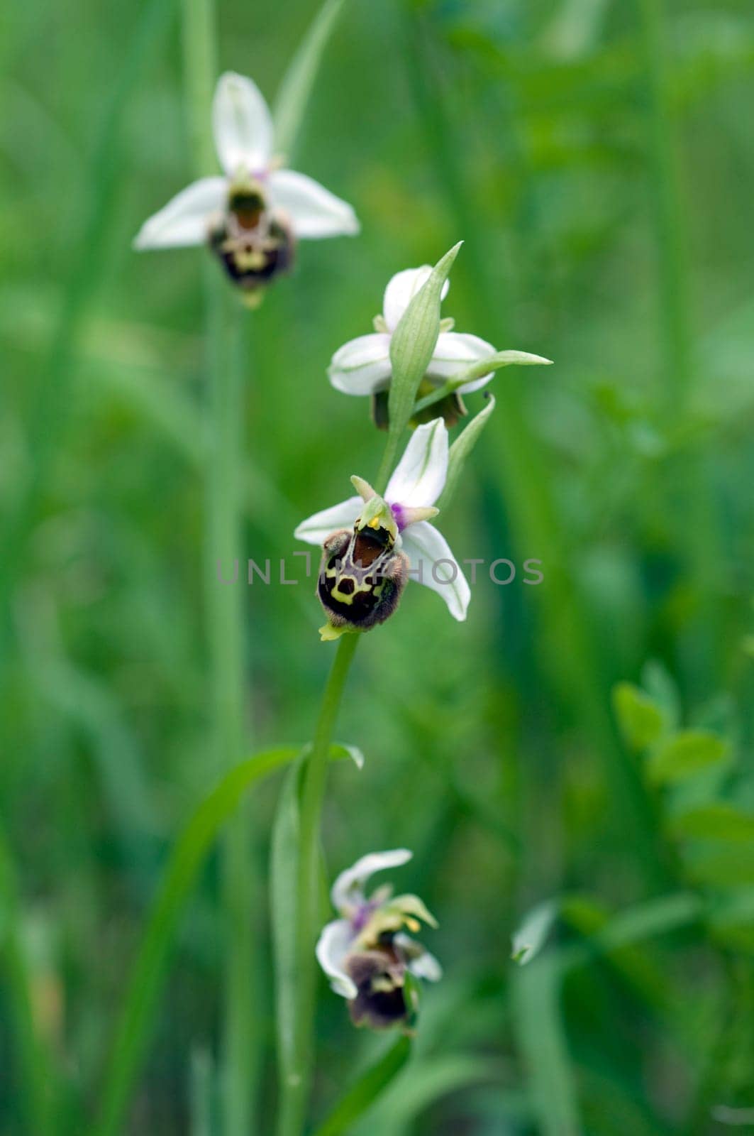 Bumblebee Ragwurz,Ophrys,holoserica,Ragwurz,Orchid