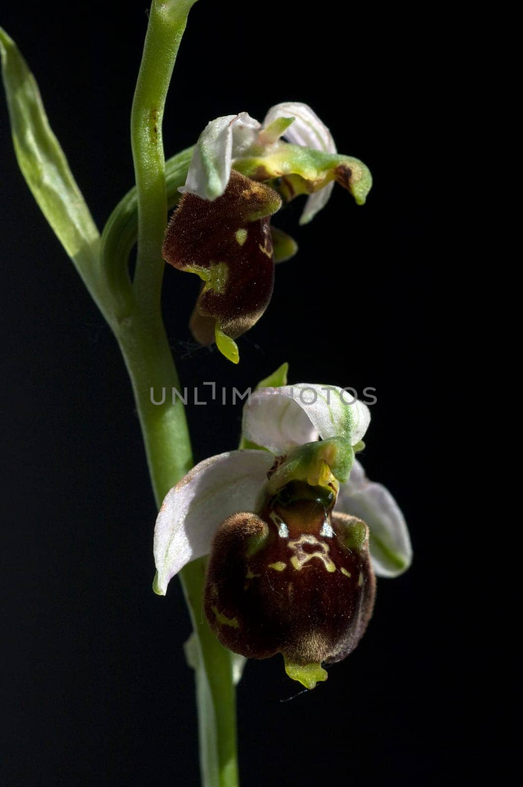 Hummel-Ragwurz, Ophrys, holoserica, Ragwurz, Orchidee