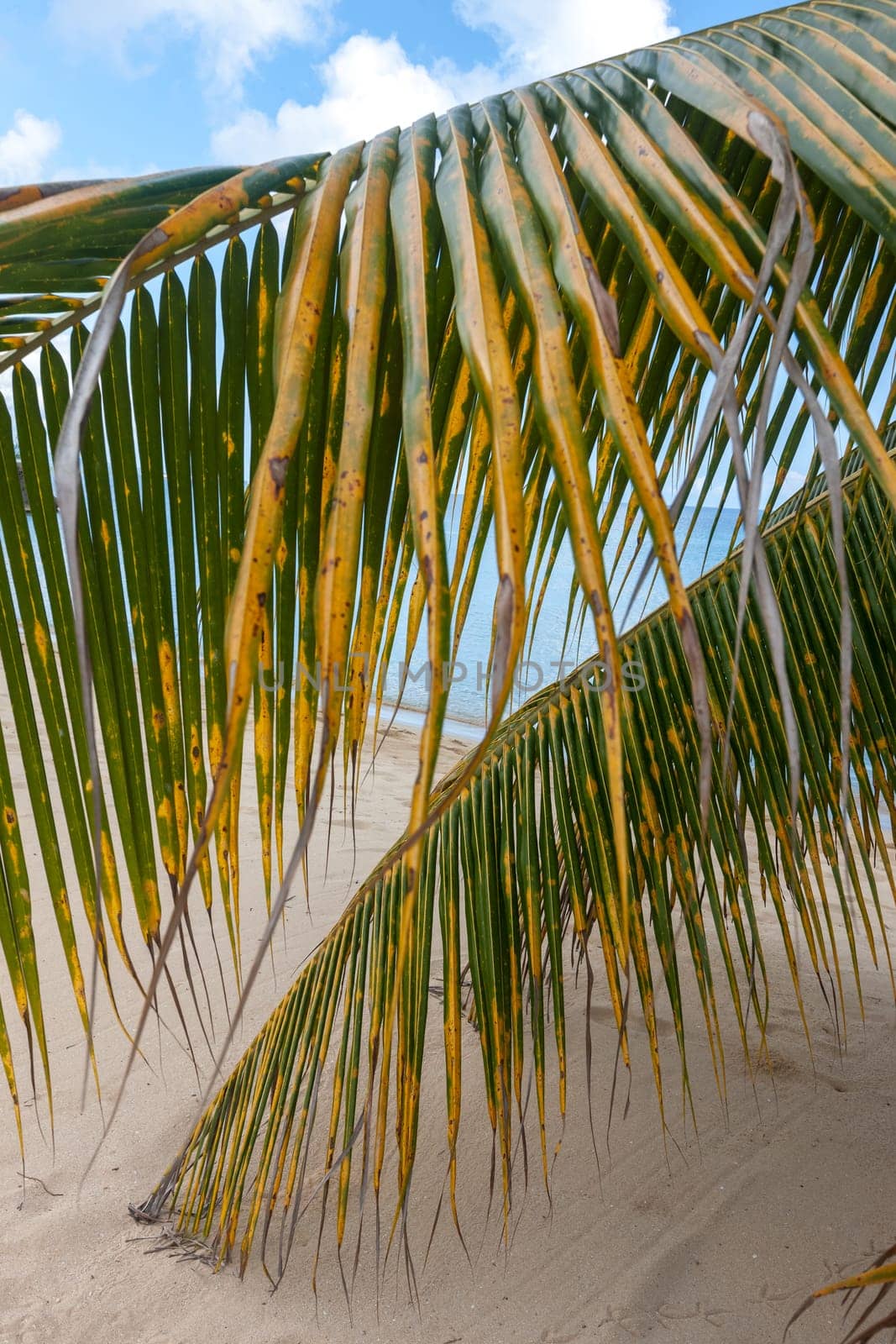 Beach on the tropical island. Clear blue water, sand and clouds. Beautiful vacation spot. in the foreground palm branches