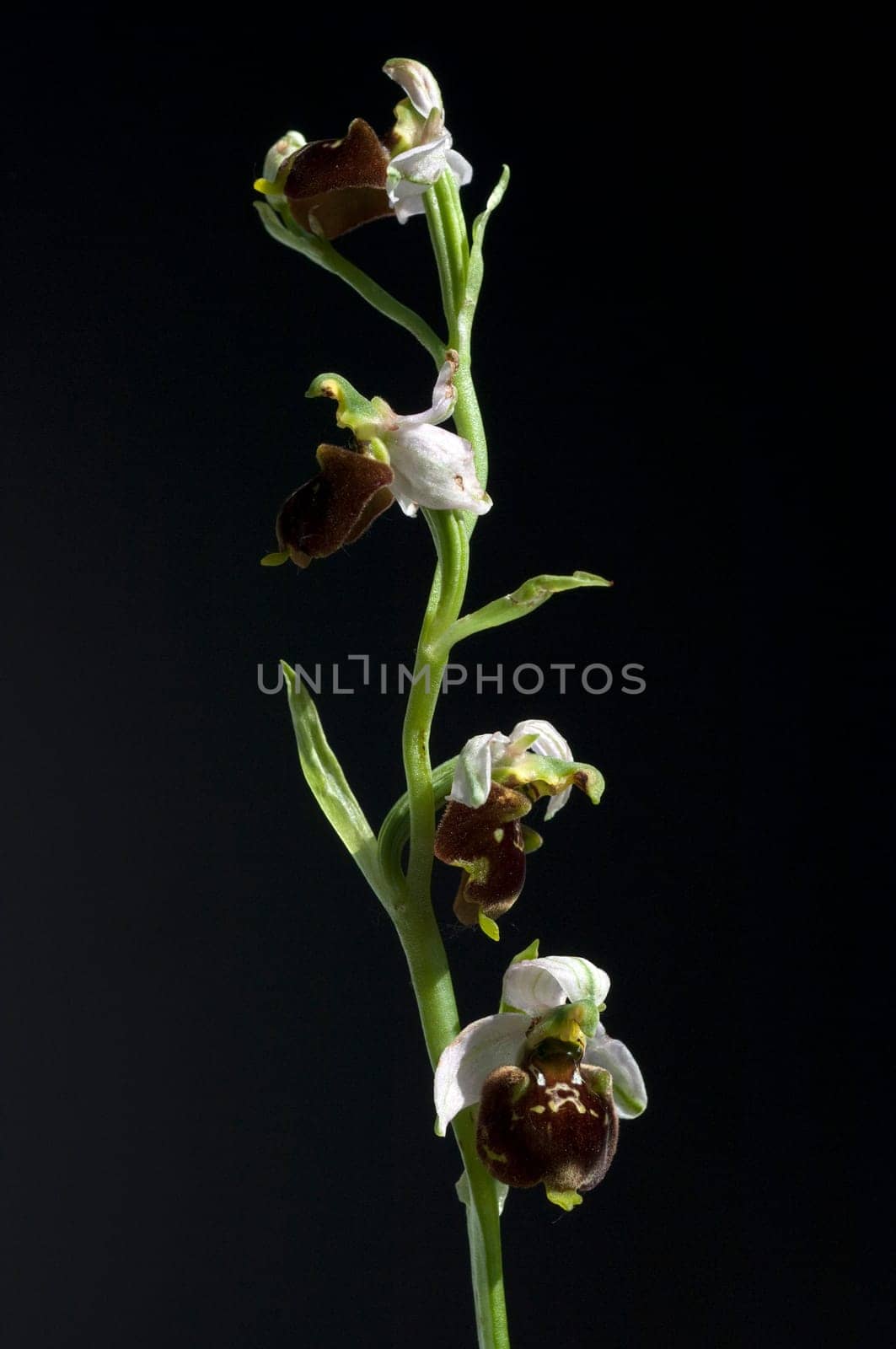 Hummel-Ragwurz, Ophrys, holoserica, Ragwurz, Orchidee