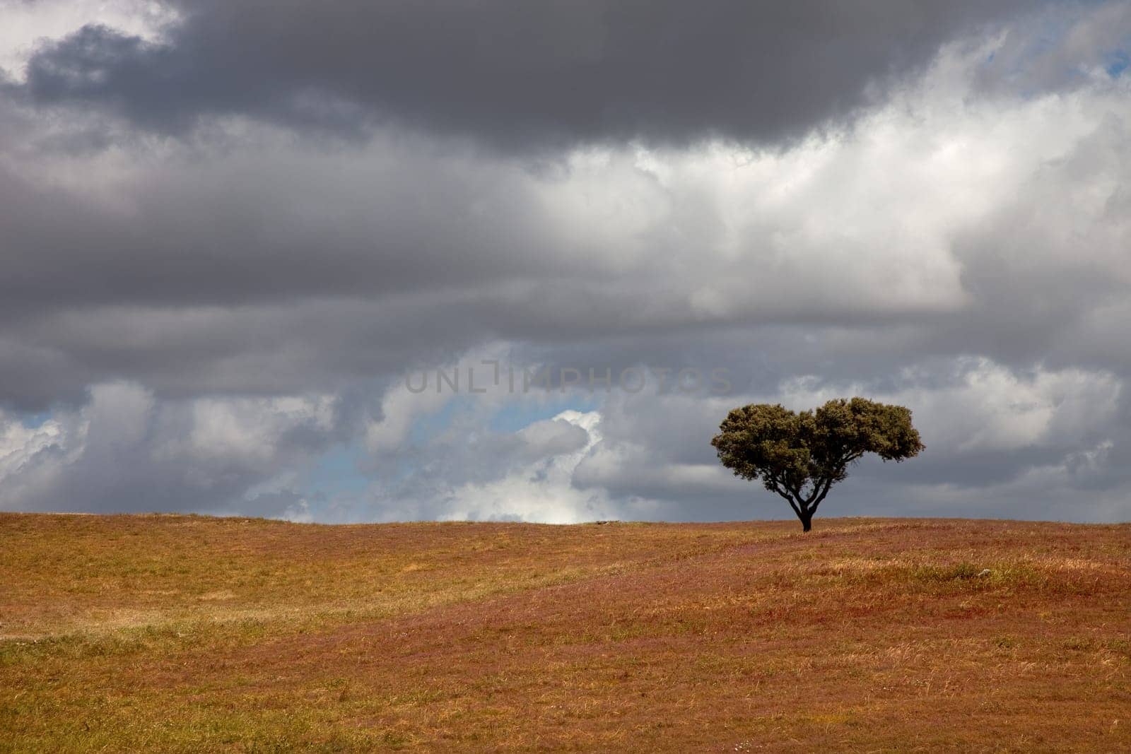 lonely tree in a alentejo farm, the south of portugal