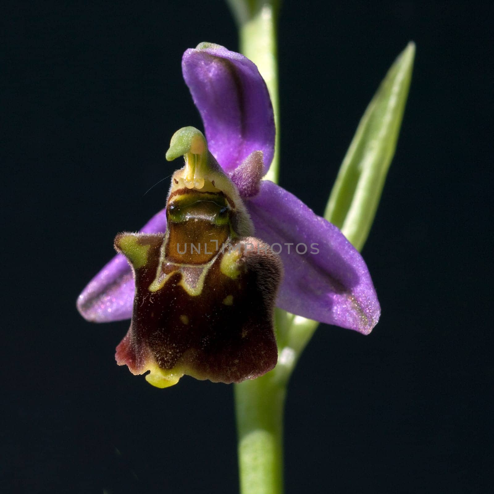 Hummel-Ragwurz, Ophrys, holoserica, Ragwurz, Orchidee