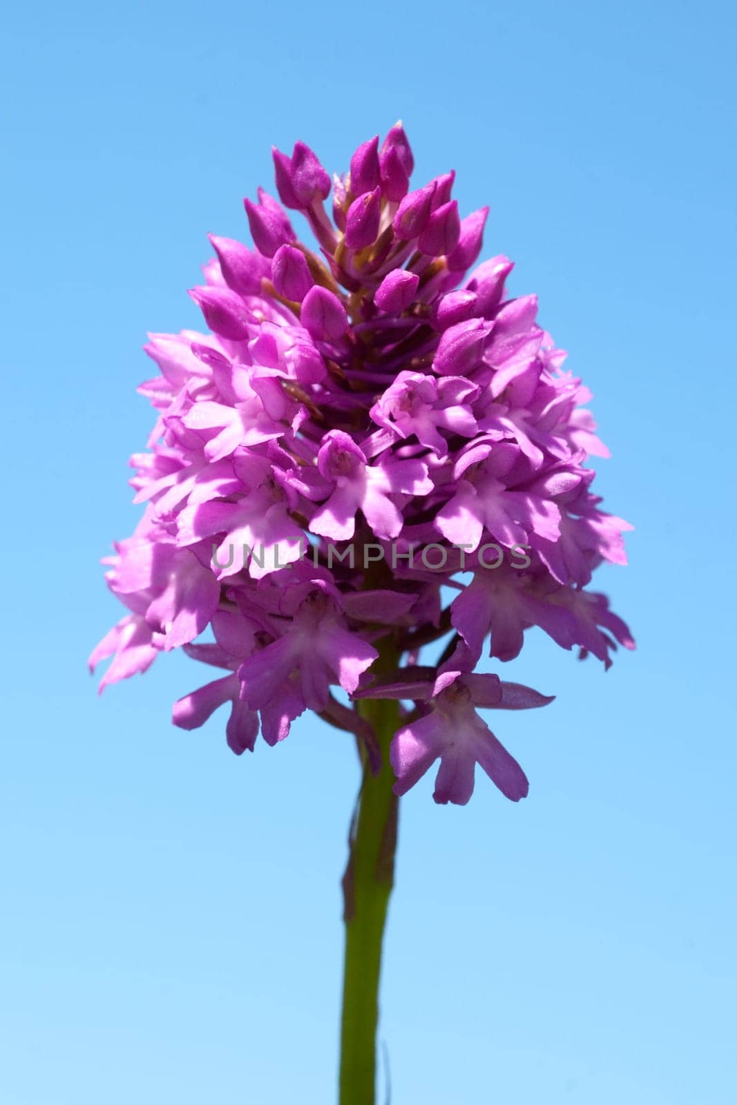 Pyramid orchid,pyramid orchid,Anacamptis pyramidalis