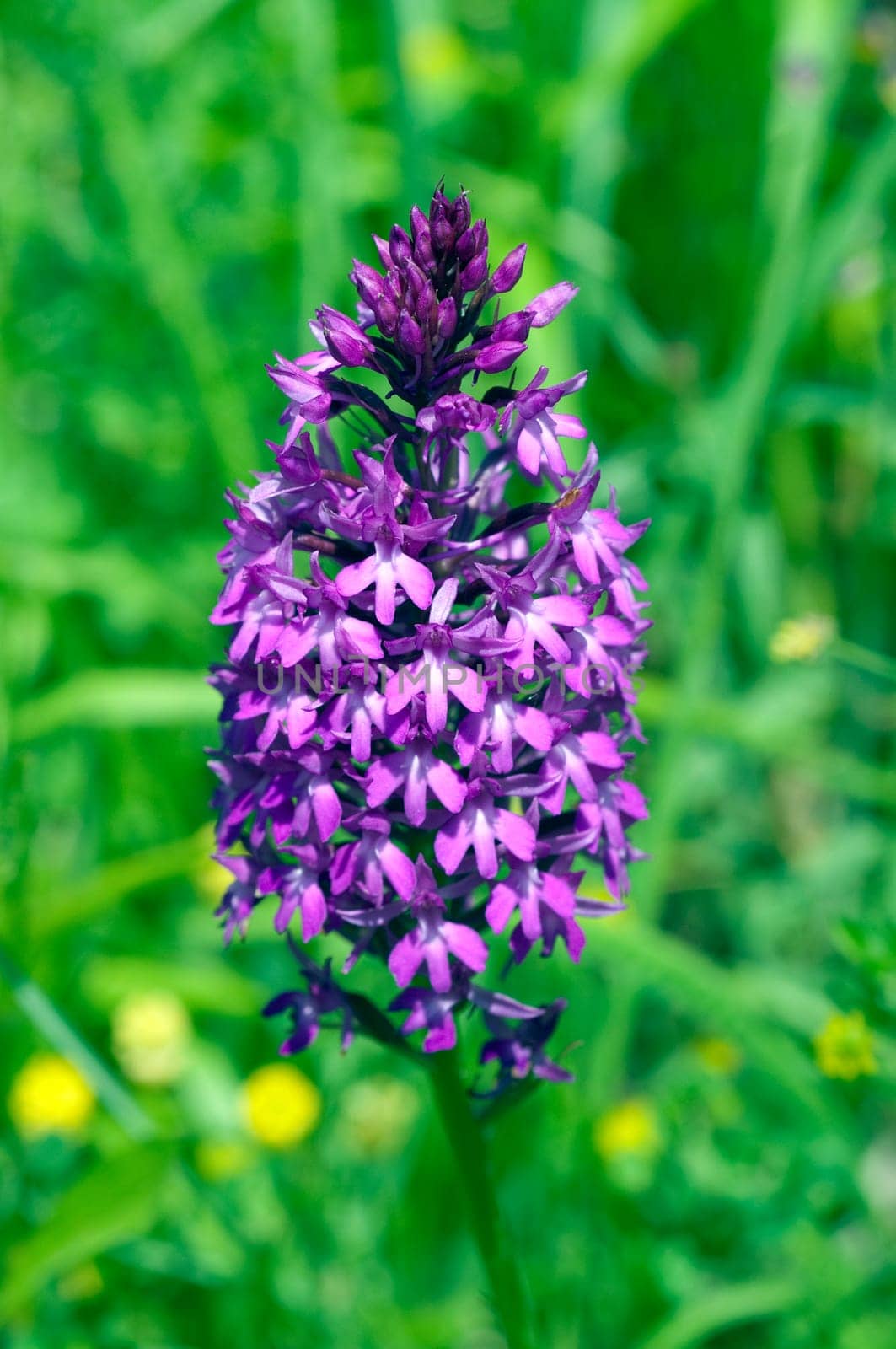 Pyramid orchid,pyramid orchid,Anacamptis pyramidalis