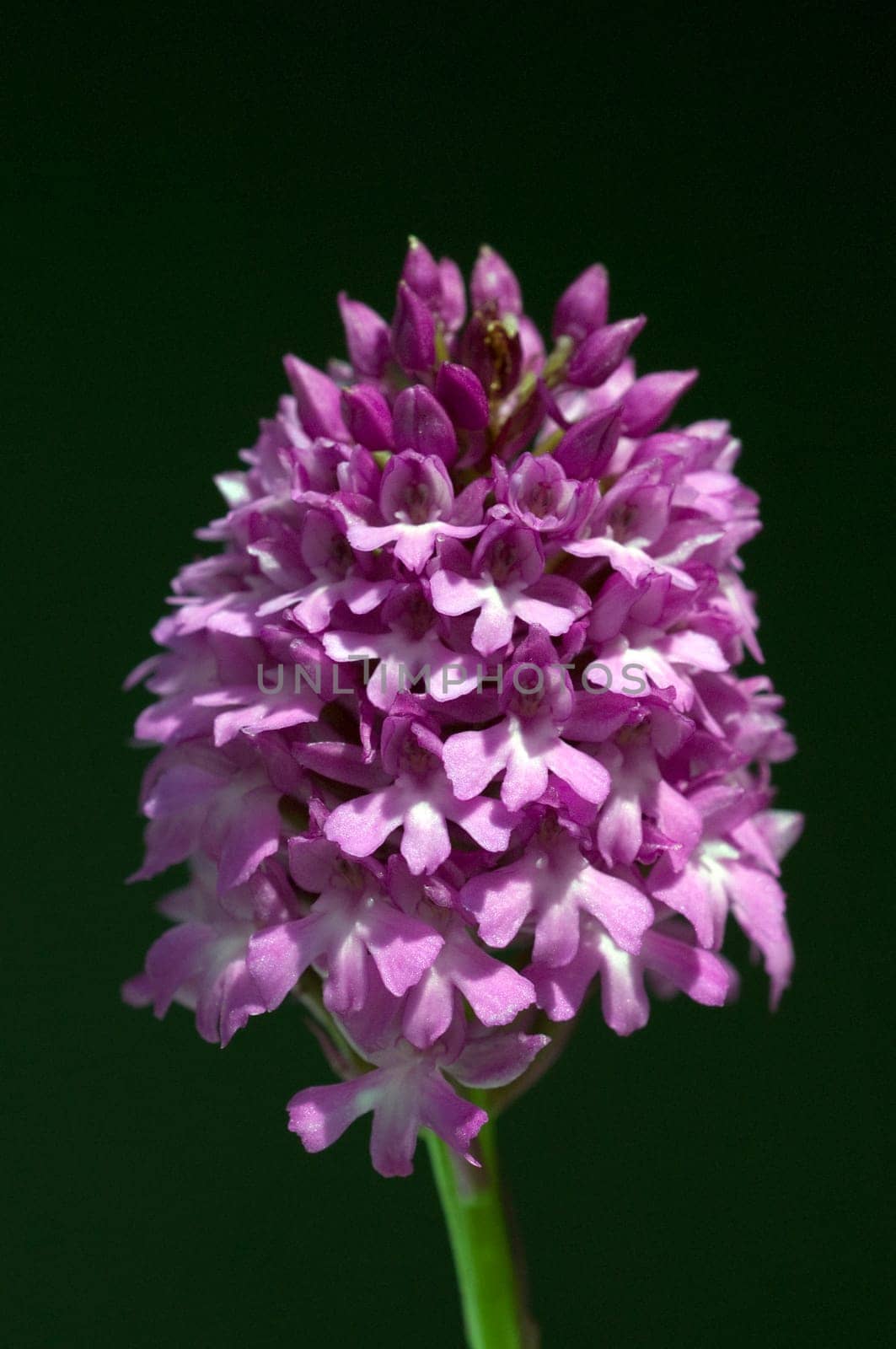 Pyramidenorchidee, Pyramiden-Orchidee, Anacamptis pyramidalis