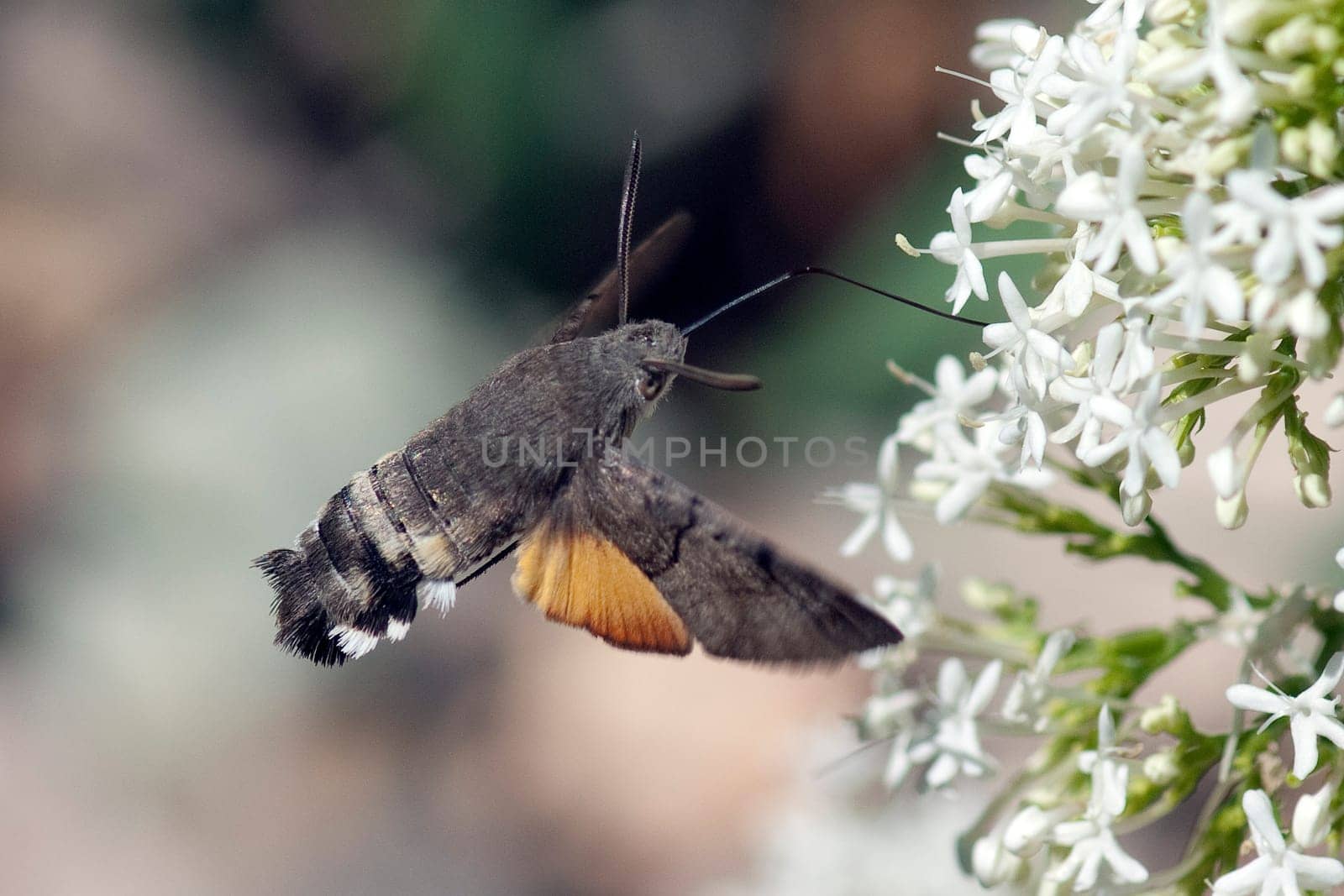 Taubenschwaenzchen  Macroglossum  stellatarum