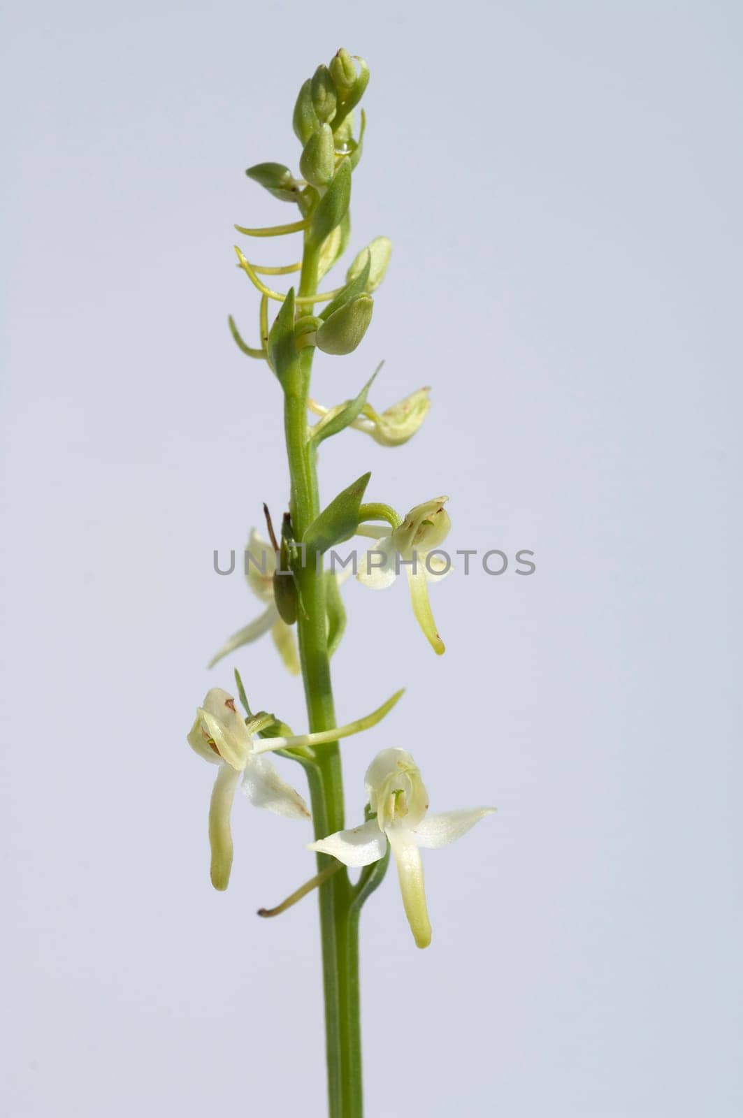 Gruene Waldhyazinthe, Platanthera chlorantha