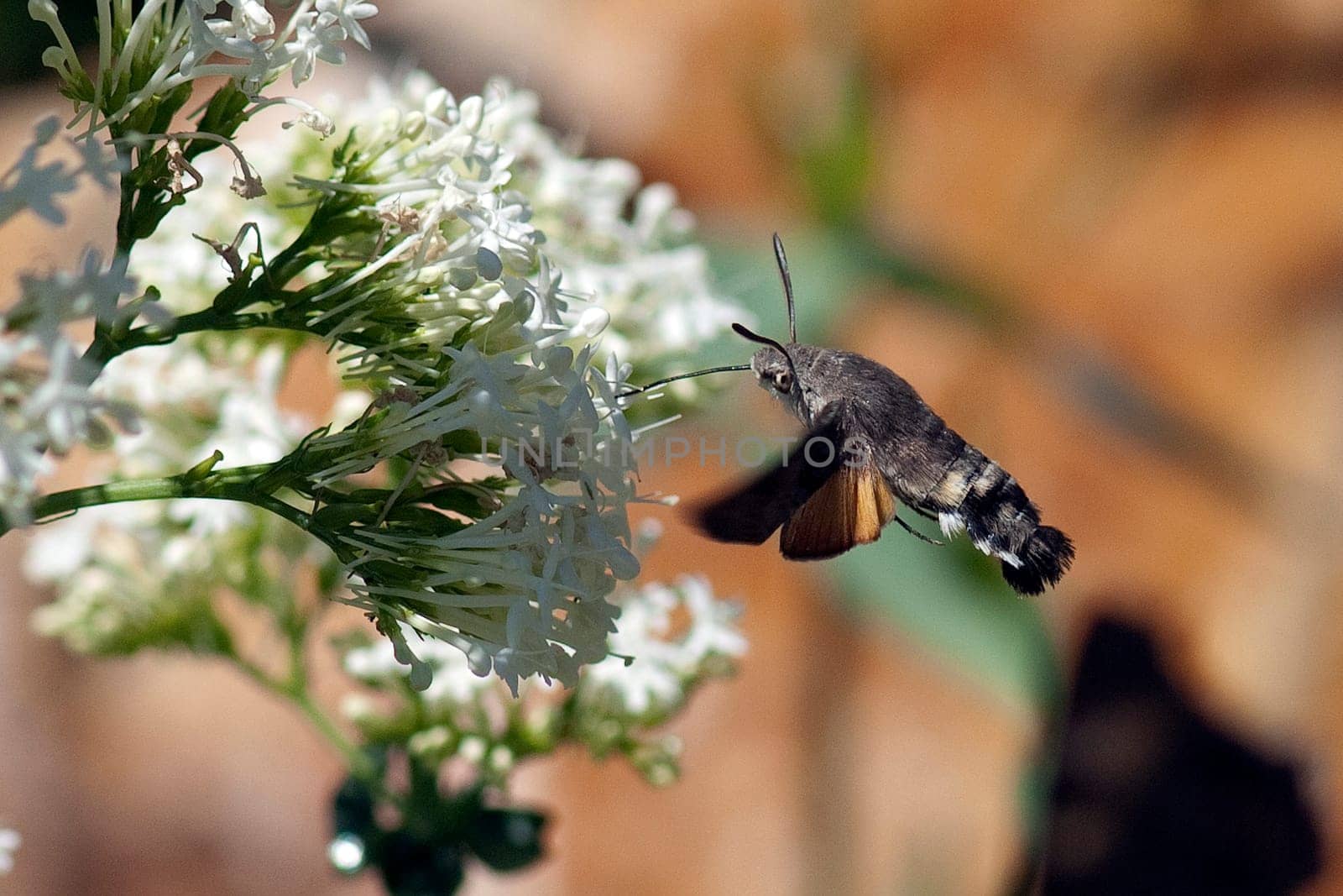 Taubenschwaenzchen  Macroglossum  stellatarum