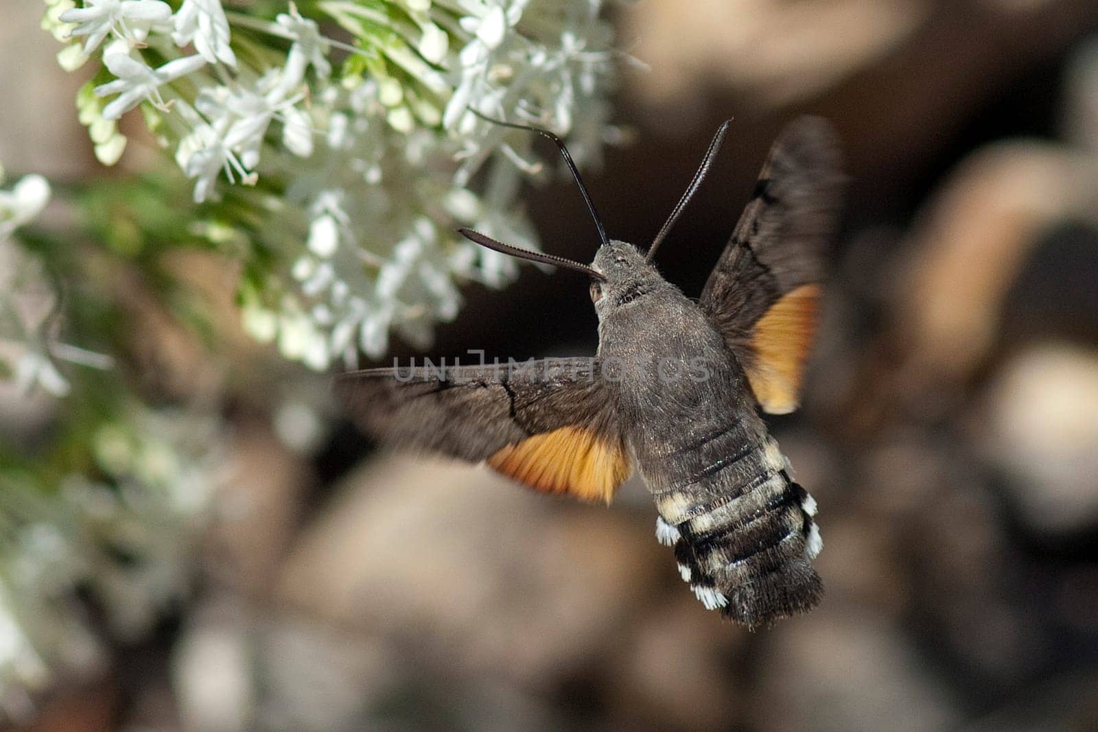 Taubenschwaenzchen  Macroglossum  stellatarum