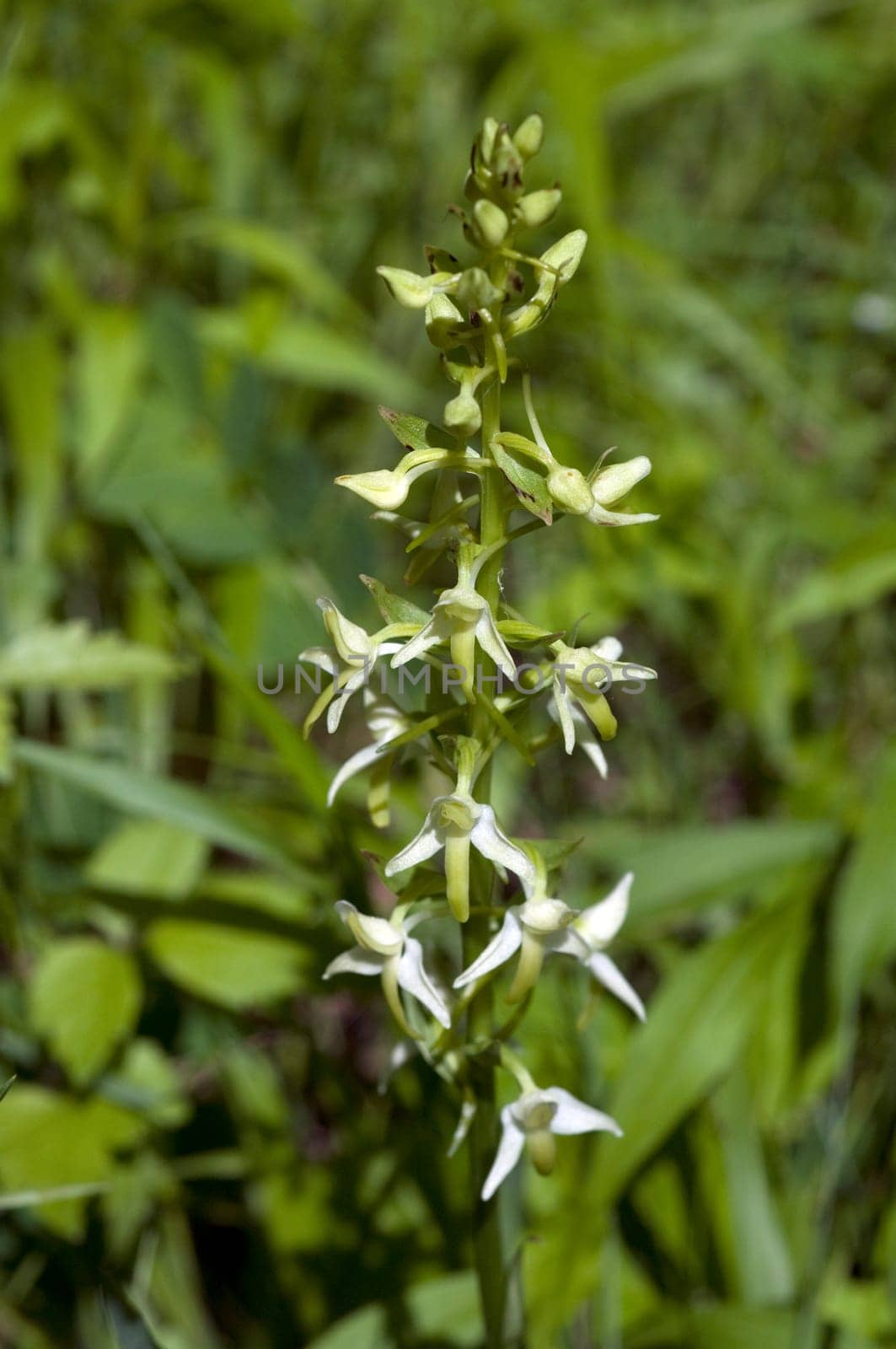 Gruene Waldhyazinthe, Platanthera chlorantha