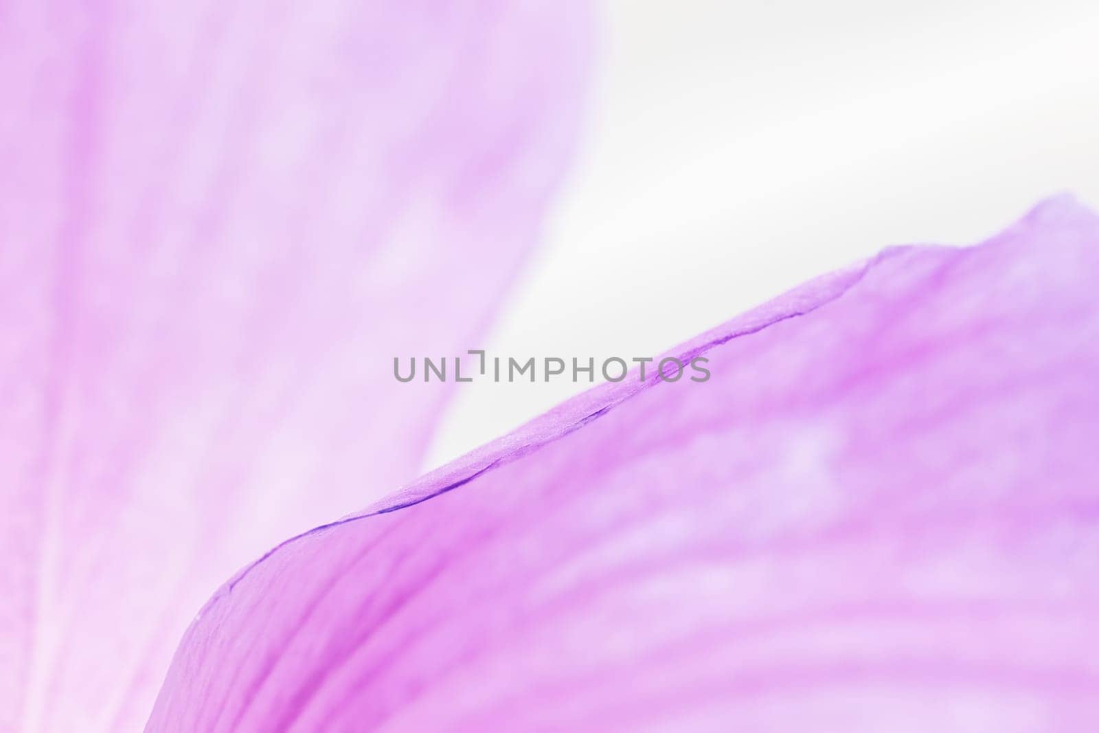 Pink hibiscus flowers abstract background closeup. Horizontally.