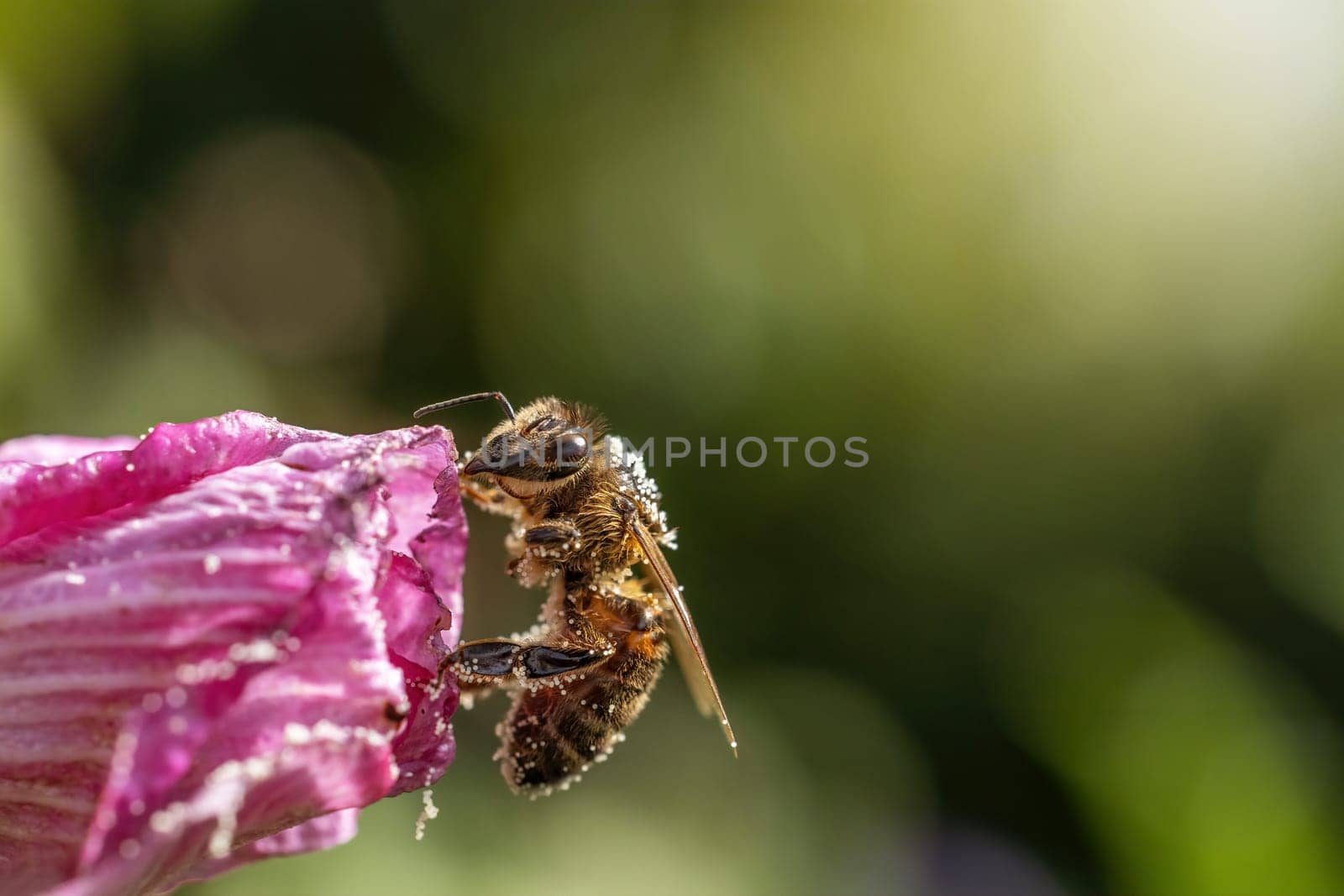 Macro photo of honey bee  posing on  Hibiscus flower. Horizontally.