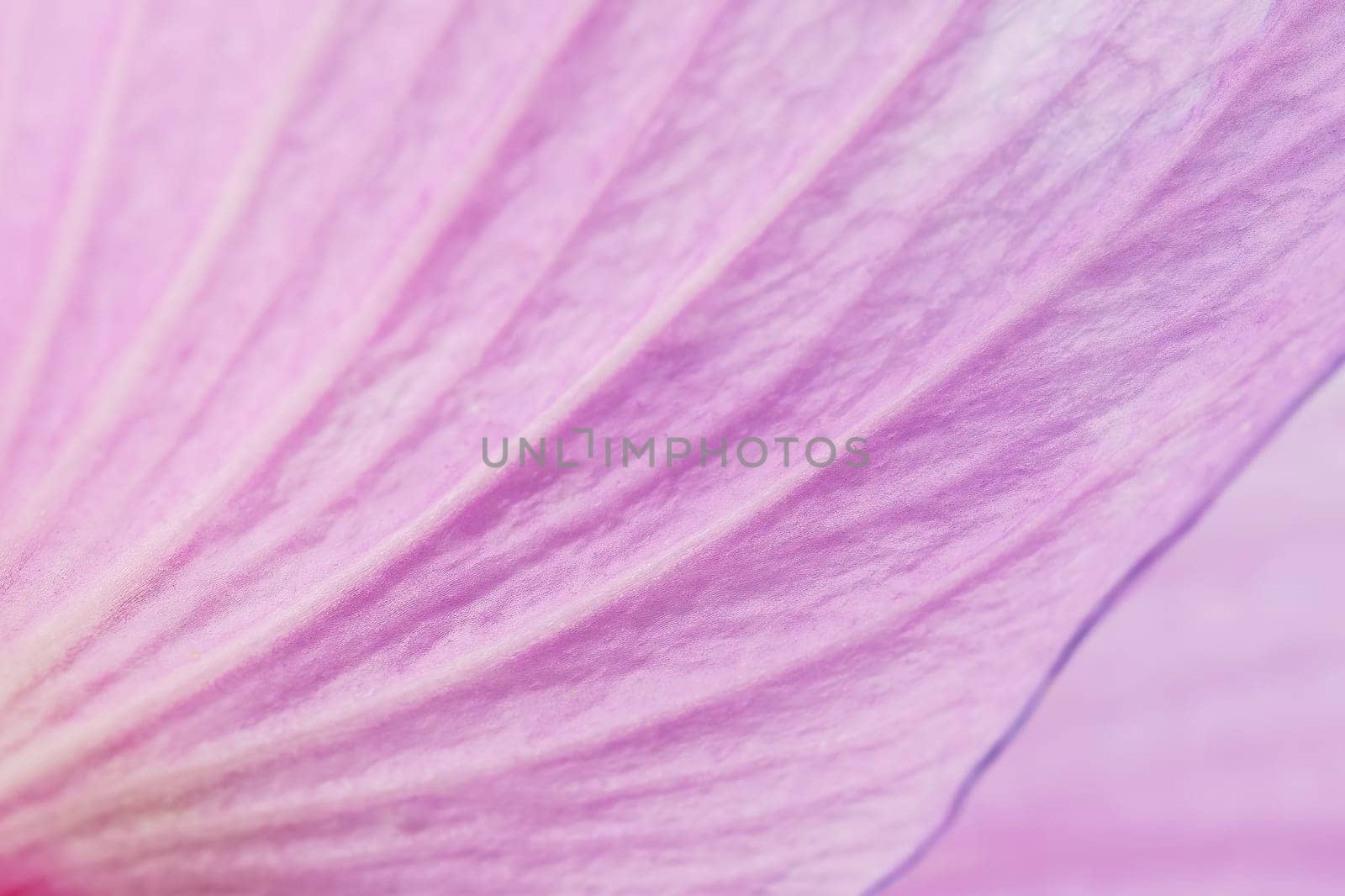 Pink hibiscus flowers blurred background closeup. Horizontally.