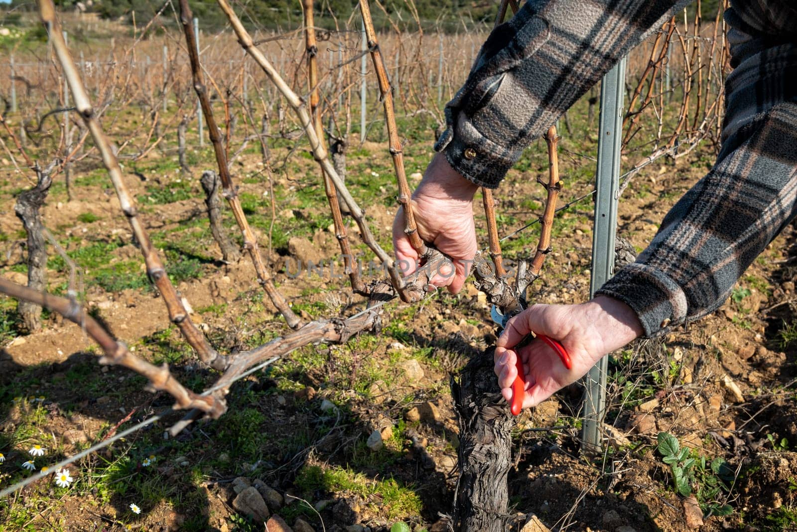 Winegrower pruning the vineyard with professional steel scissors. Traditional agriculture. Winter pruning, Guyot method.