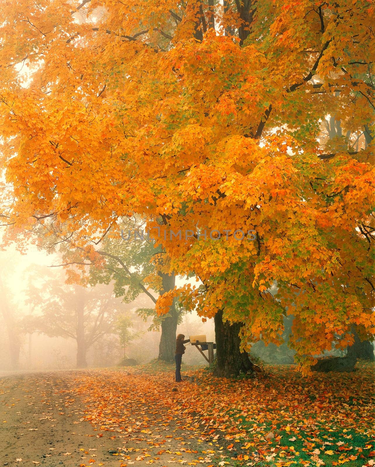 Morning Mail, Cambridge Vermont.