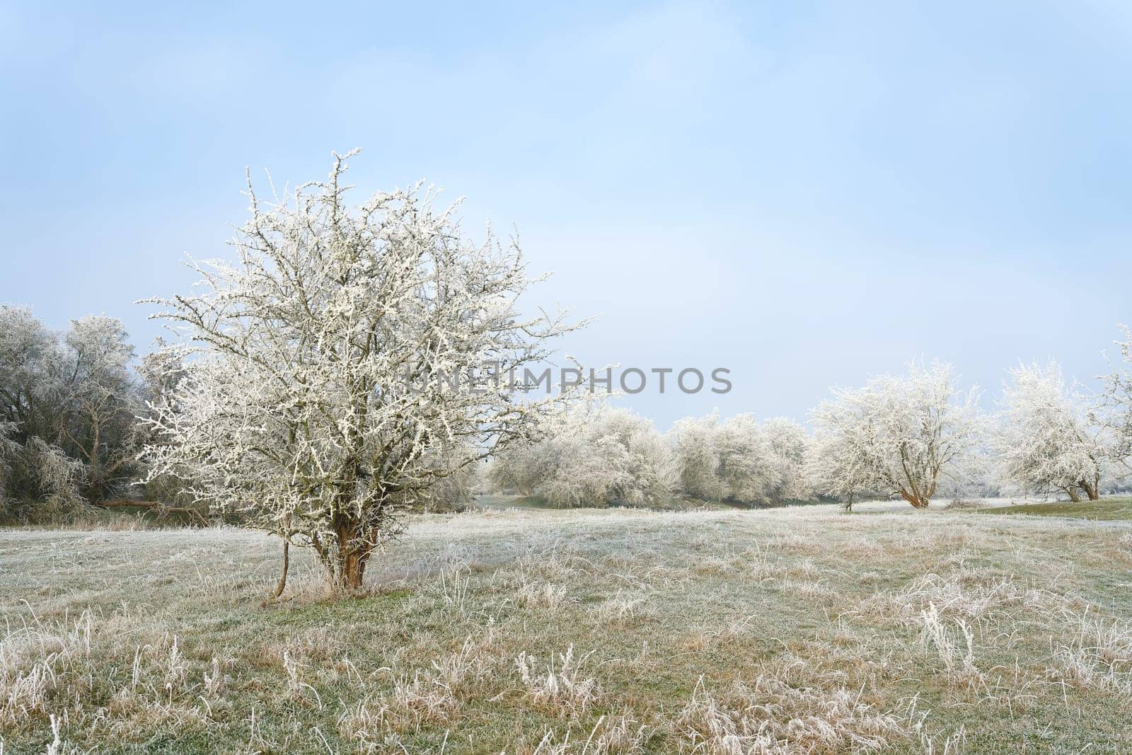 Landscape panorama with hawthorn Crataegus monogyna in a public park near Magdeburg in Germany on a cold winter day